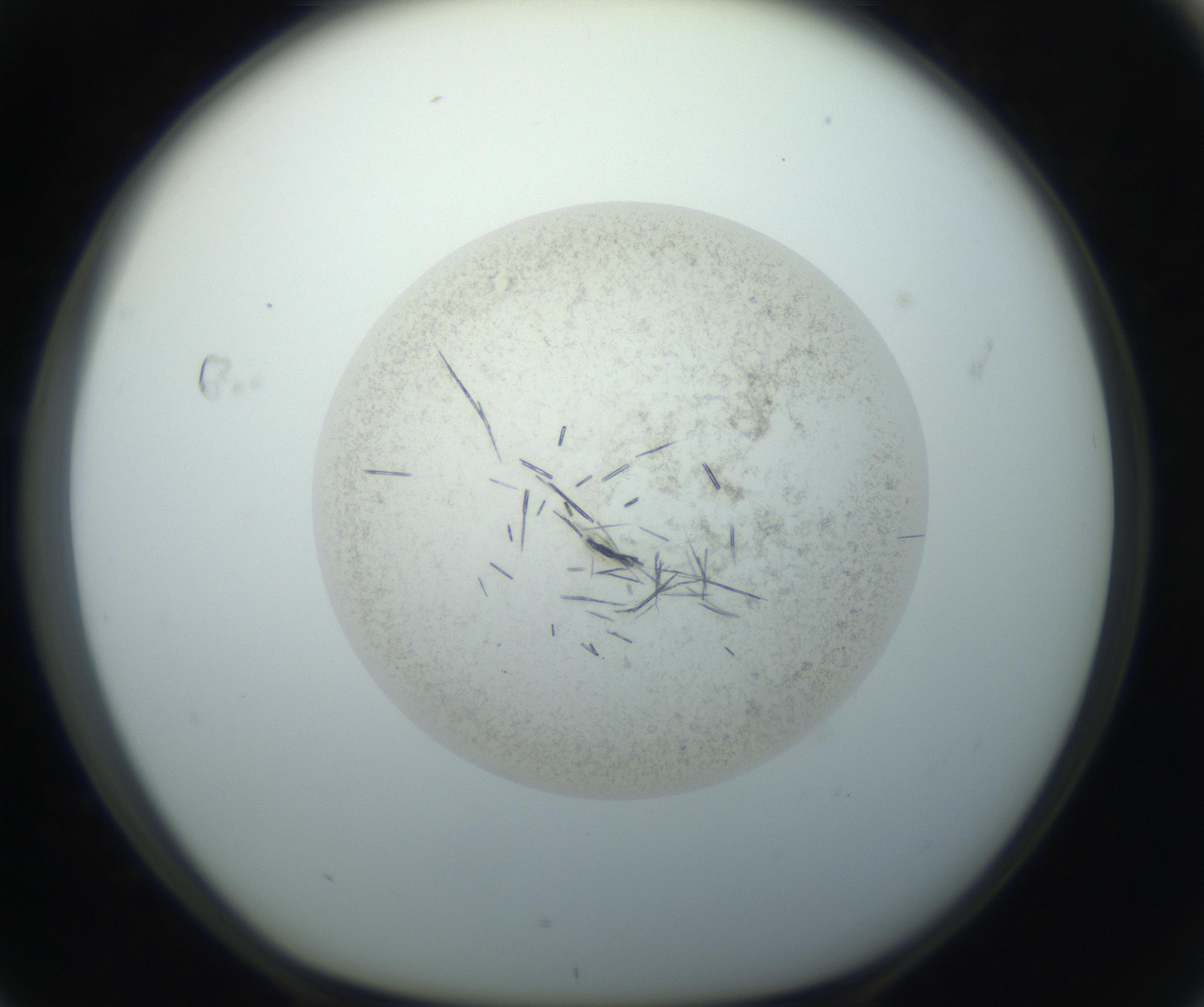 RI01_03_000_0212_Proj1_Clon1_MC_0000MC102760_002_160928_04_07_01_00_99_002_001_RAI.jpg
