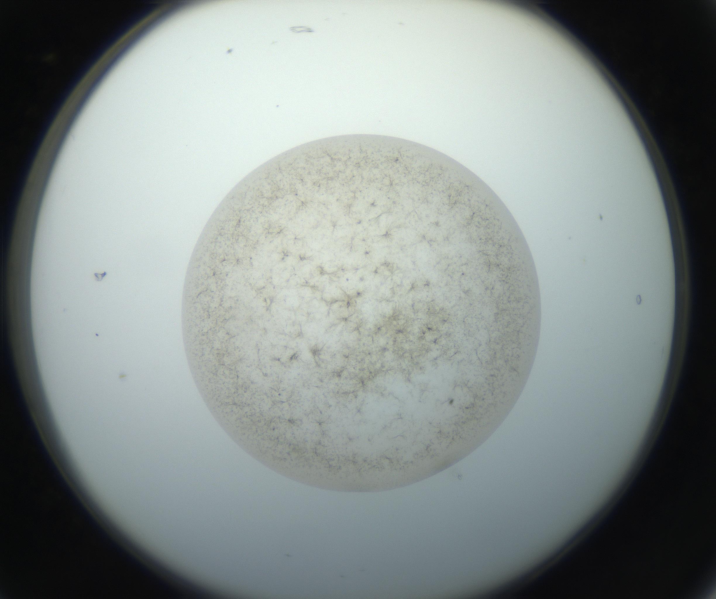 RI01_03_000_0212_Proj1_Clon1_MC_0000MC102760_002_160928_05_02_02_00_99_002_001_RAI.jpg