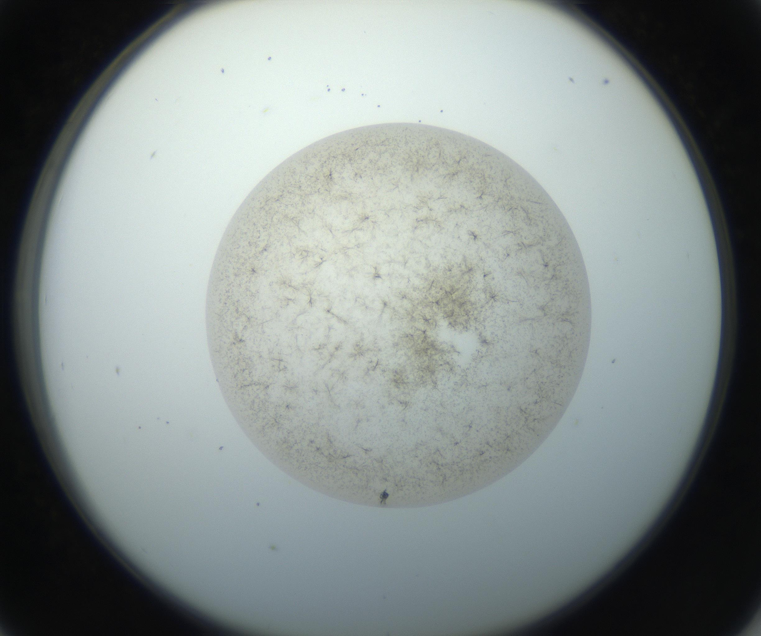 RI01_03_000_0212_Proj1_Clon1_MC_0000MC102760_002_160928_05_04_02_00_99_002_001_RAI.jpg