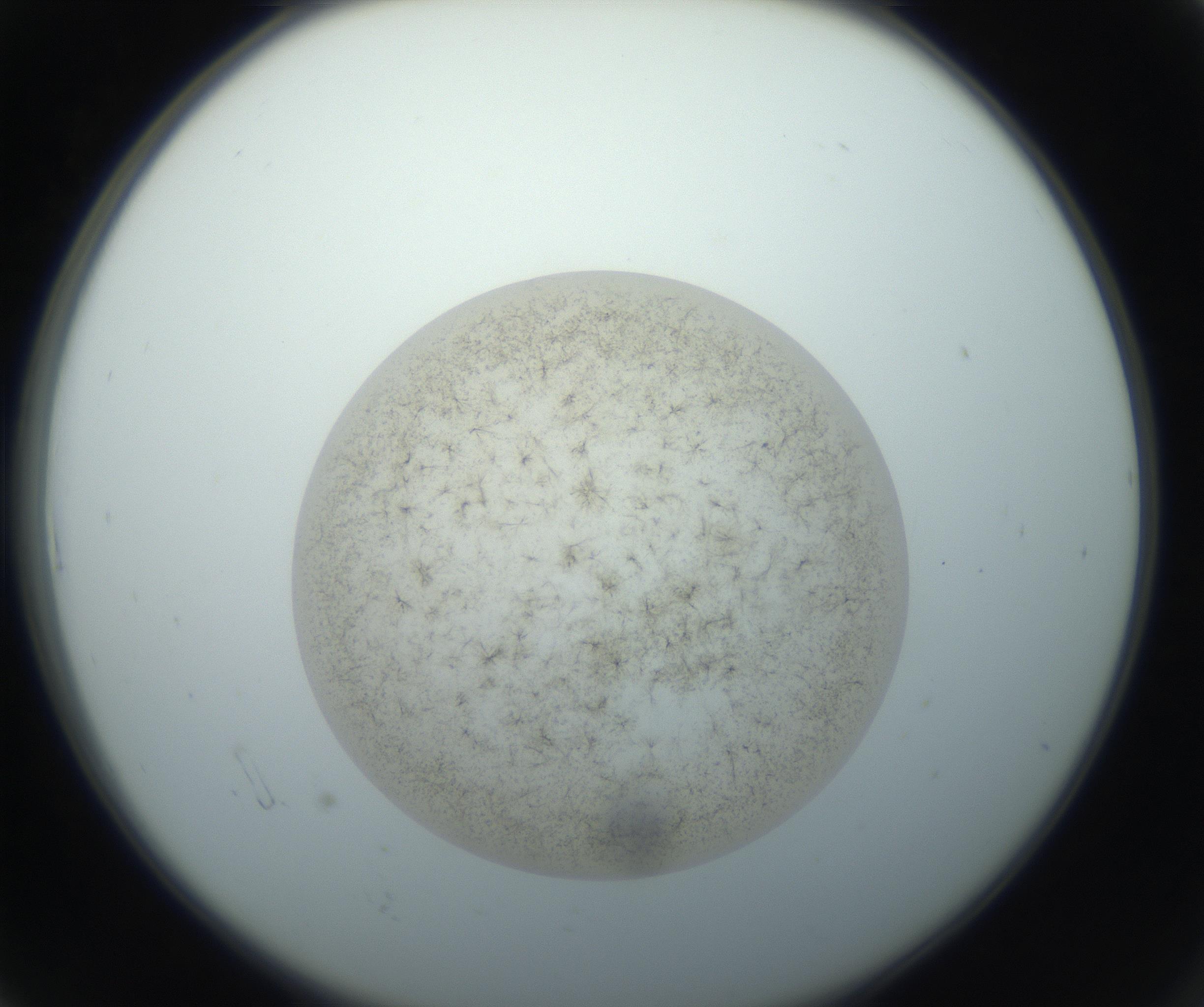 RI01_03_000_0212_Proj1_Clon1_MC_0000MC102760_002_160928_06_01_02_00_99_002_001_RAI.jpg