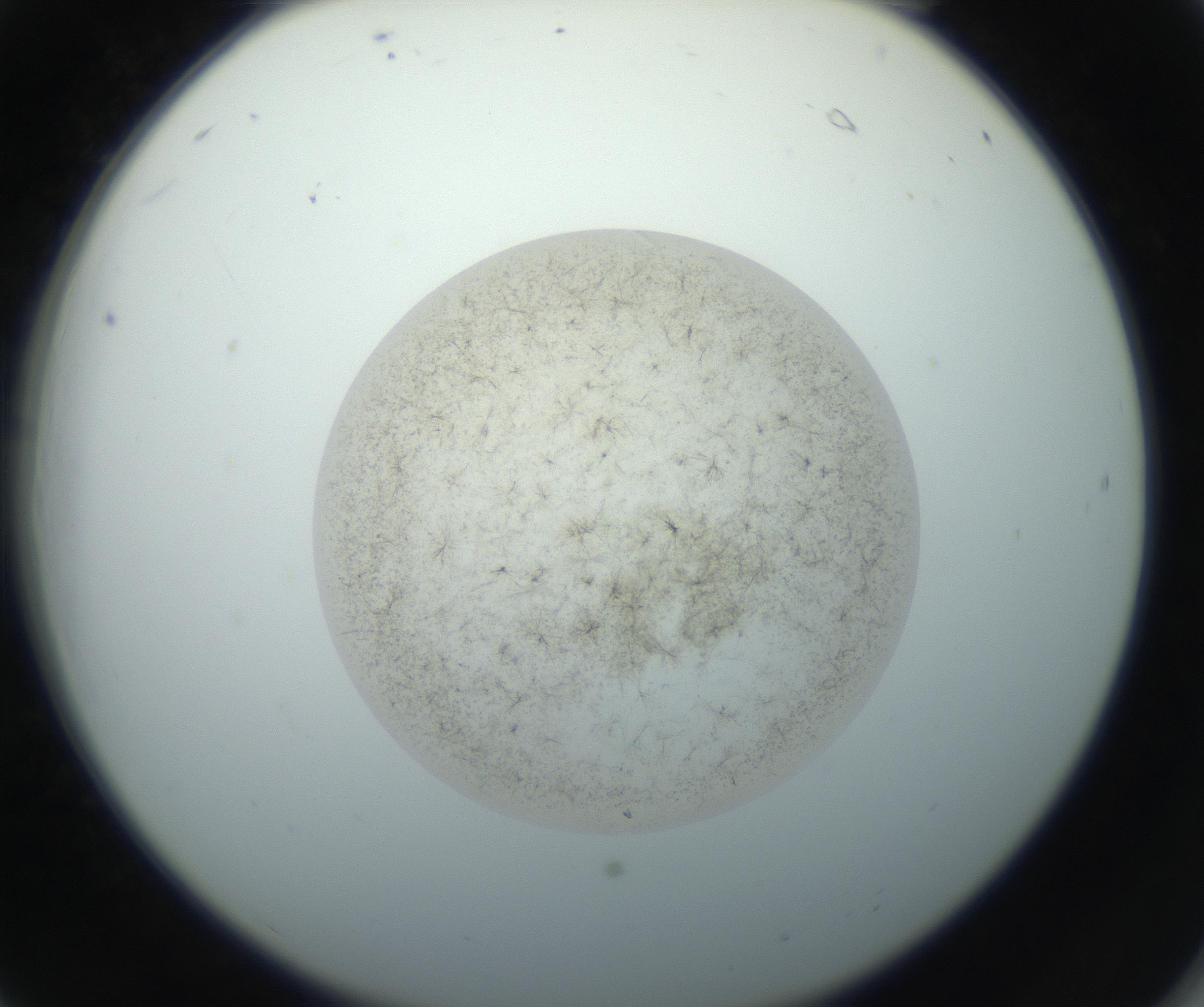 RI01_03_000_0212_Proj1_Clon1_MC_0000MC102760_002_160928_06_02_02_00_99_002_001_RAI.jpg
