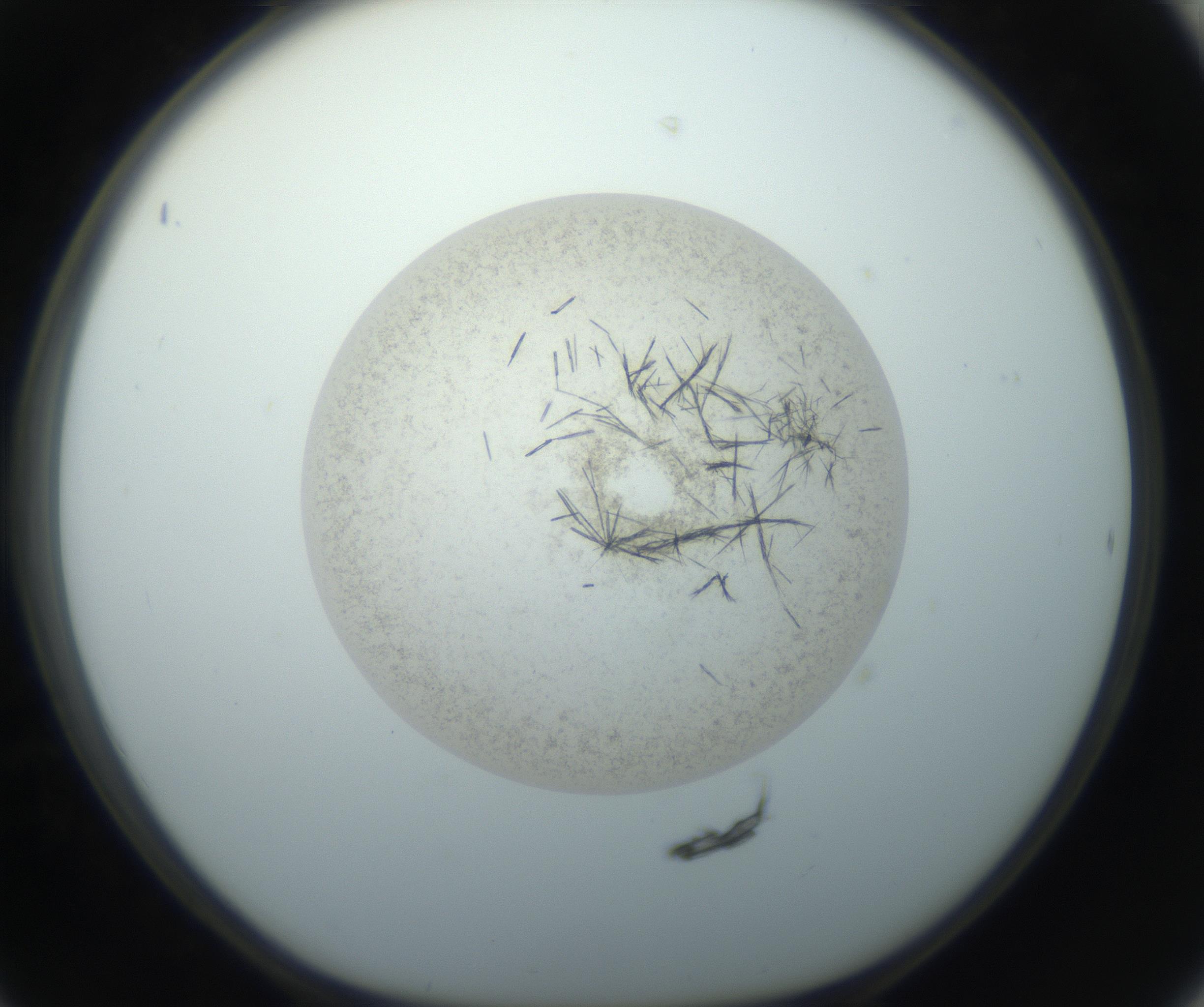 RI01_03_000_0212_Proj1_Clon1_MC_0000MC102760_002_160928_06_04_01_00_99_002_001_RAI.jpg