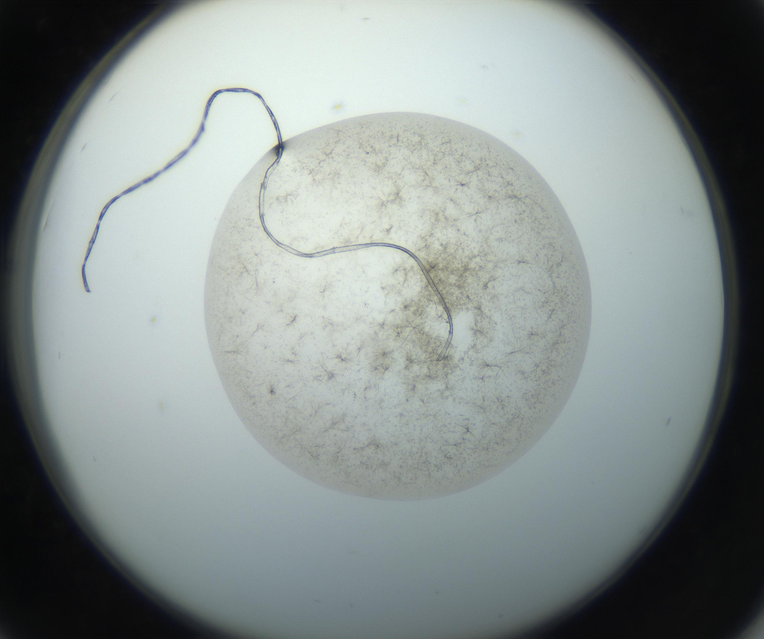 RI01_03_000_0212_Proj1_Clon1_MC_0000MC102760_002_160928_06_04_02_00_99_002_001_RAI.jpg
