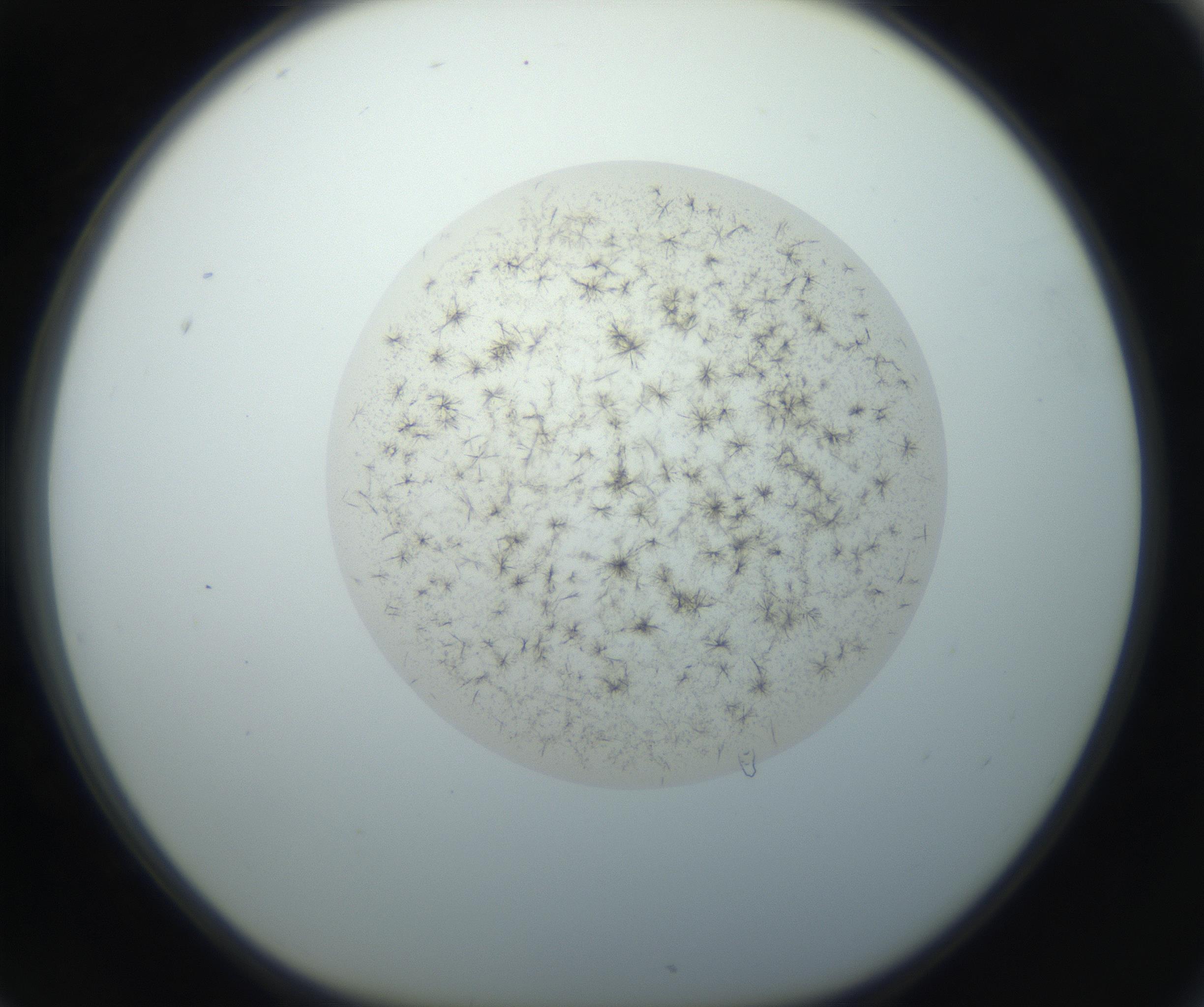 RI01_03_000_0212_Proj1_Clon1_MC_0000MC102760_002_160928_06_07_01_00_99_002_001_RAI.jpg