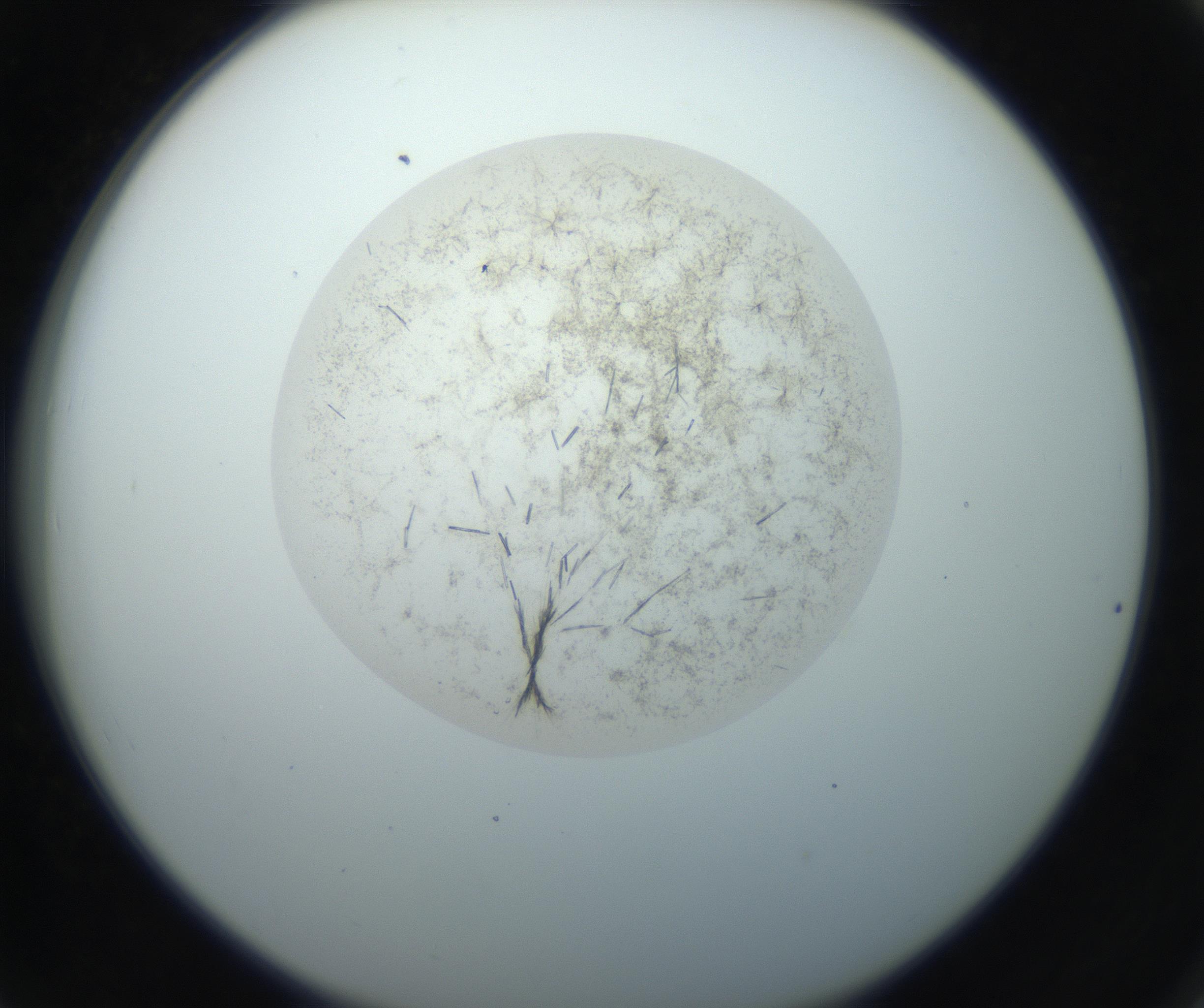 RI01_03_000_0212_Proj1_Clon1_MC_0000MC102760_002_160928_06_07_02_00_99_002_001_RAI.jpg