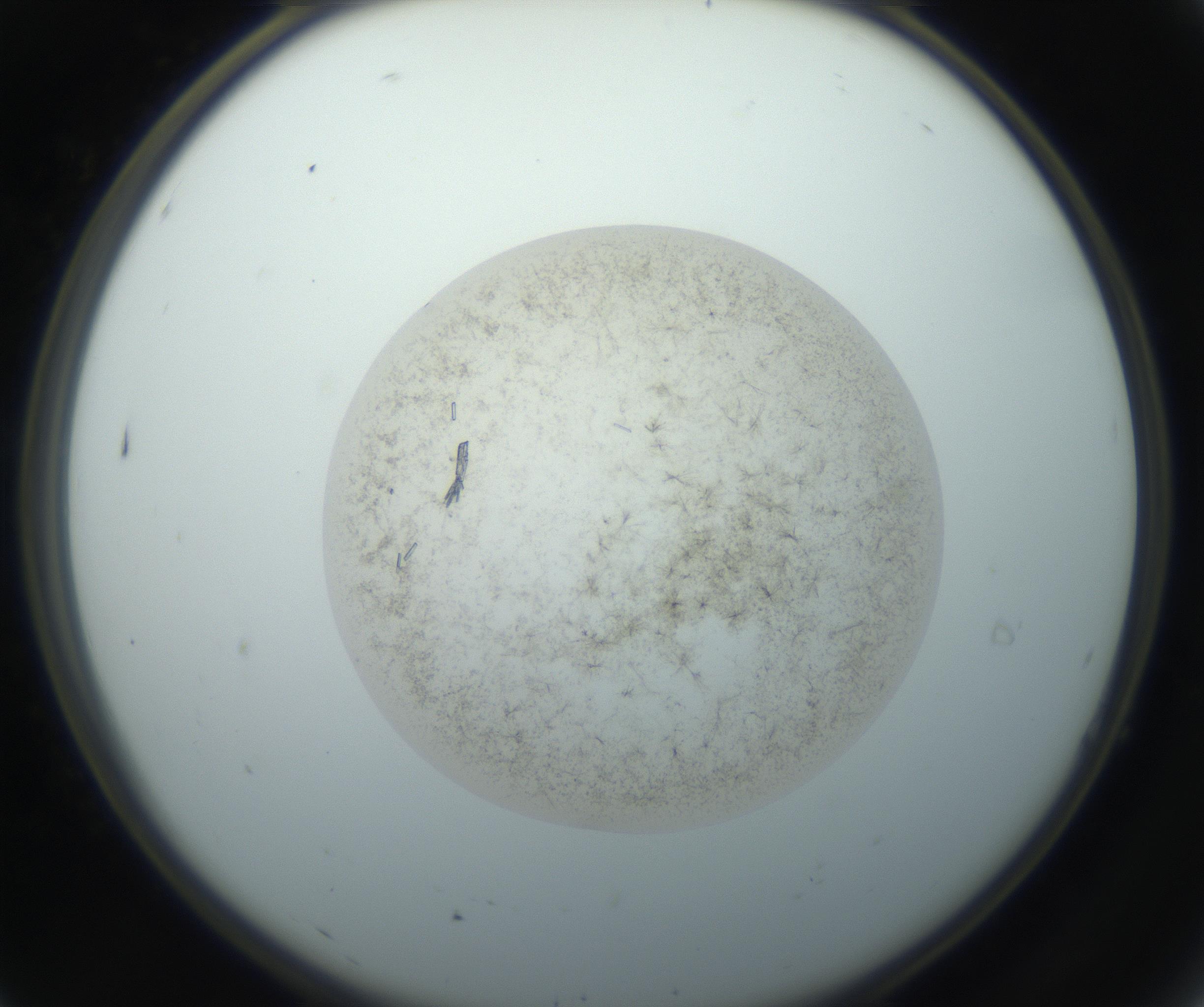 RI01_03_000_0212_Proj1_Clon1_MC_0000MC102760_002_160928_07_01_02_00_99_002_001_RAI.jpg