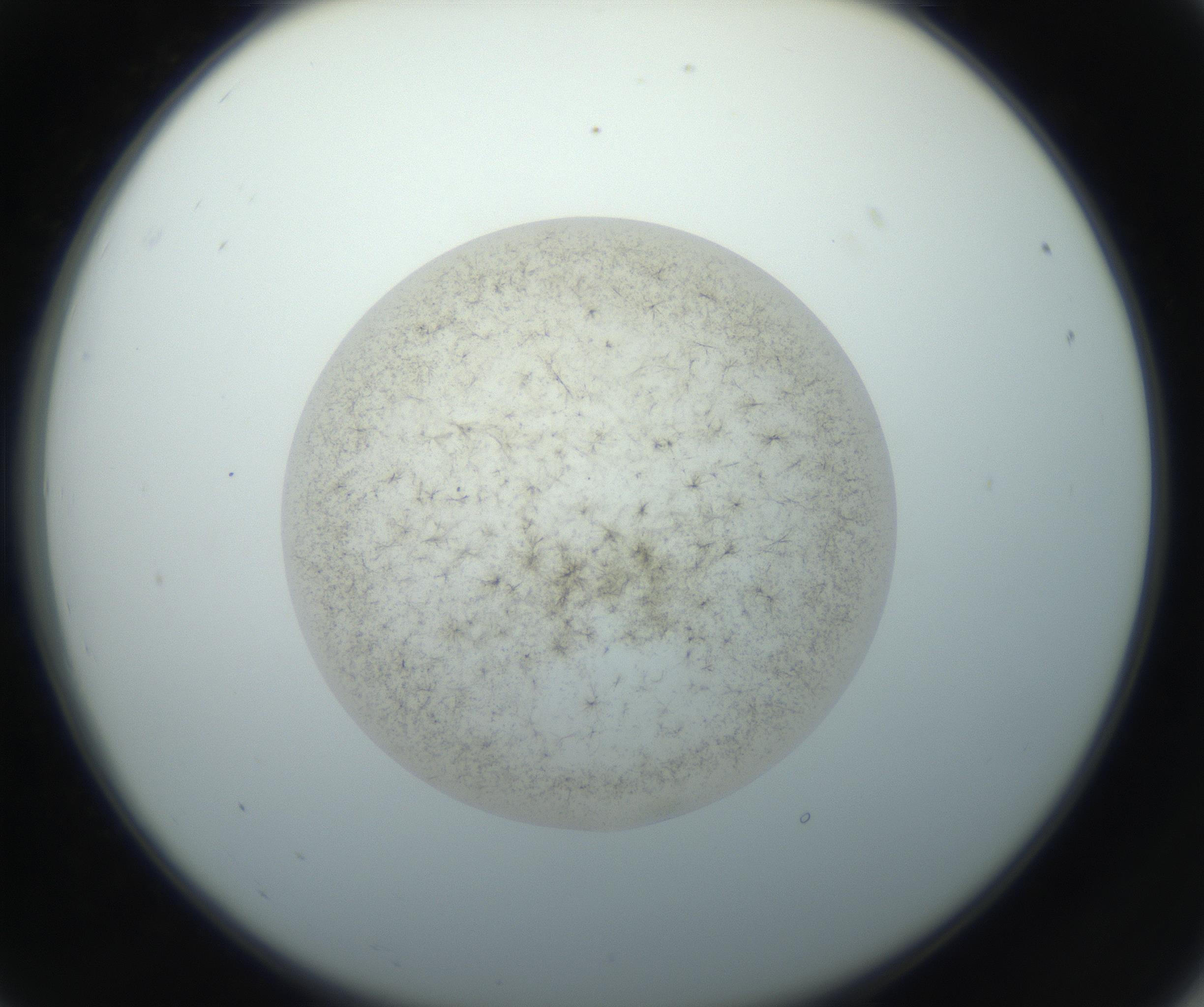 RI01_03_000_0212_Proj1_Clon1_MC_0000MC102760_002_160928_07_02_02_00_99_002_001_RAI.jpg