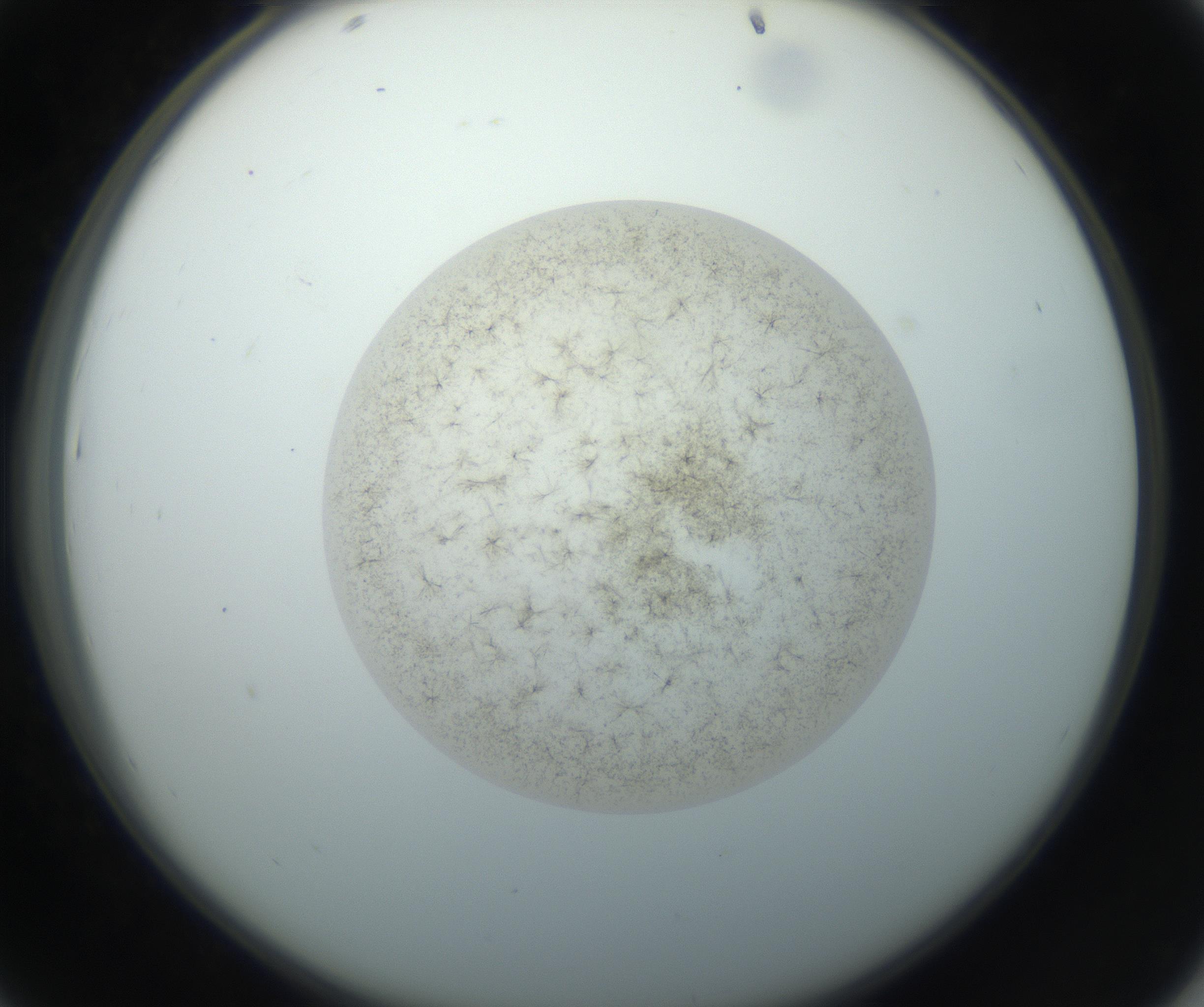 RI01_03_000_0212_Proj1_Clon1_MC_0000MC102760_002_160928_07_04_02_00_99_002_001_RAI.jpg