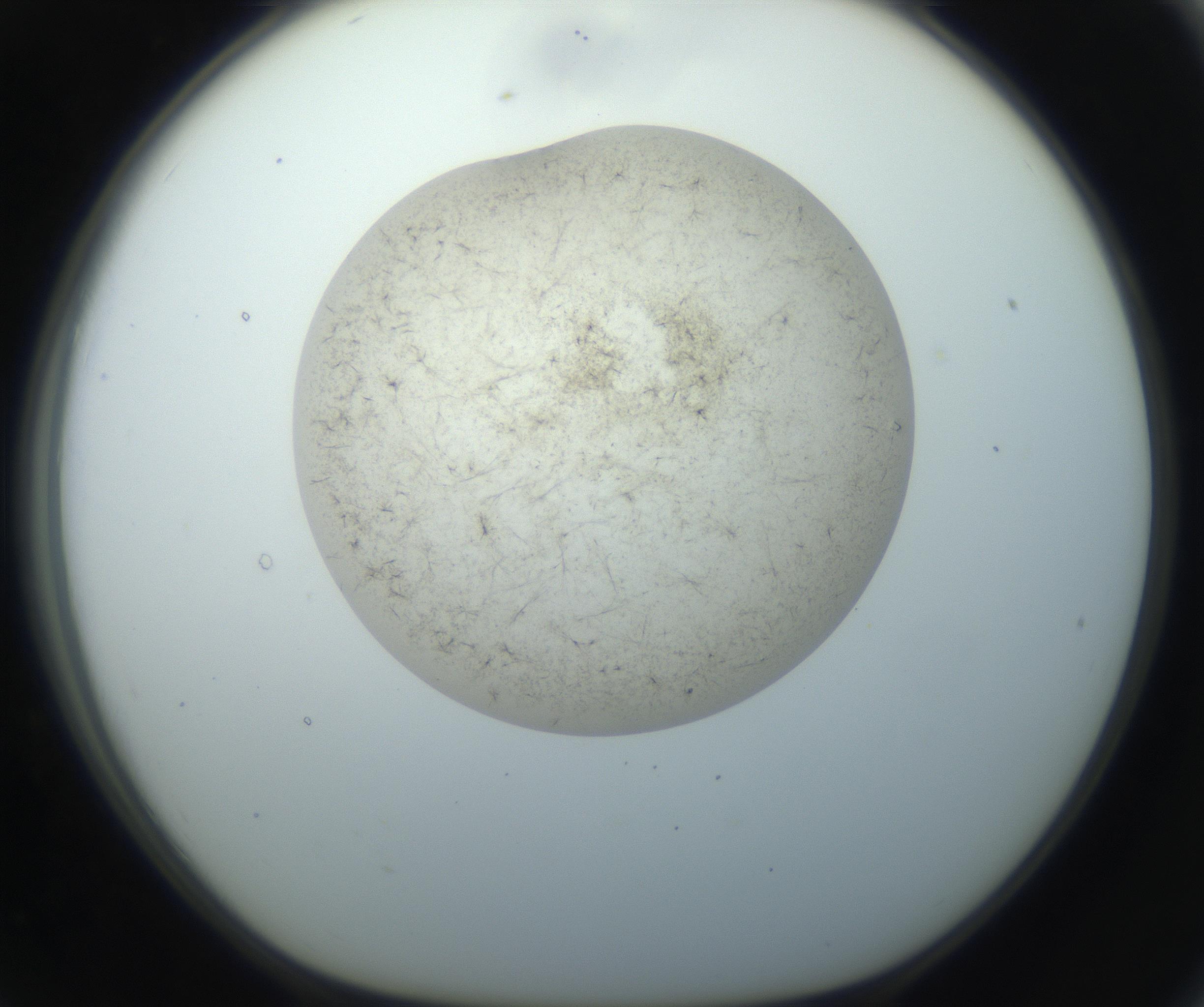 RI01_03_000_0212_Proj1_Clon1_MC_0000MC102760_002_160928_07_07_01_00_99_002_001_RAI.jpg