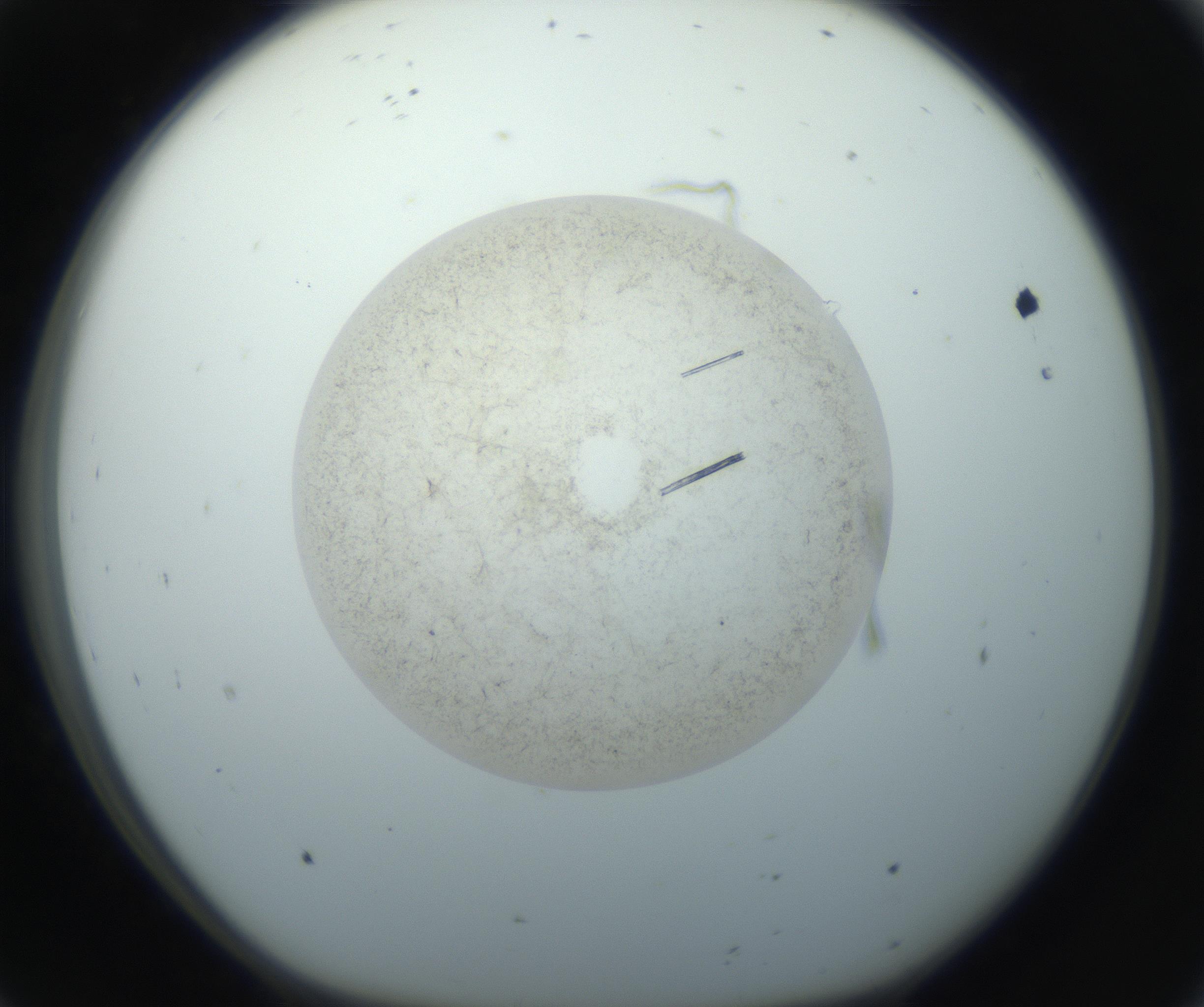 RI01_03_000_0212_Proj1_Clon1_MC_0000MC102760_002_160928_08_01_01_00_99_002_001_RAI.jpg
