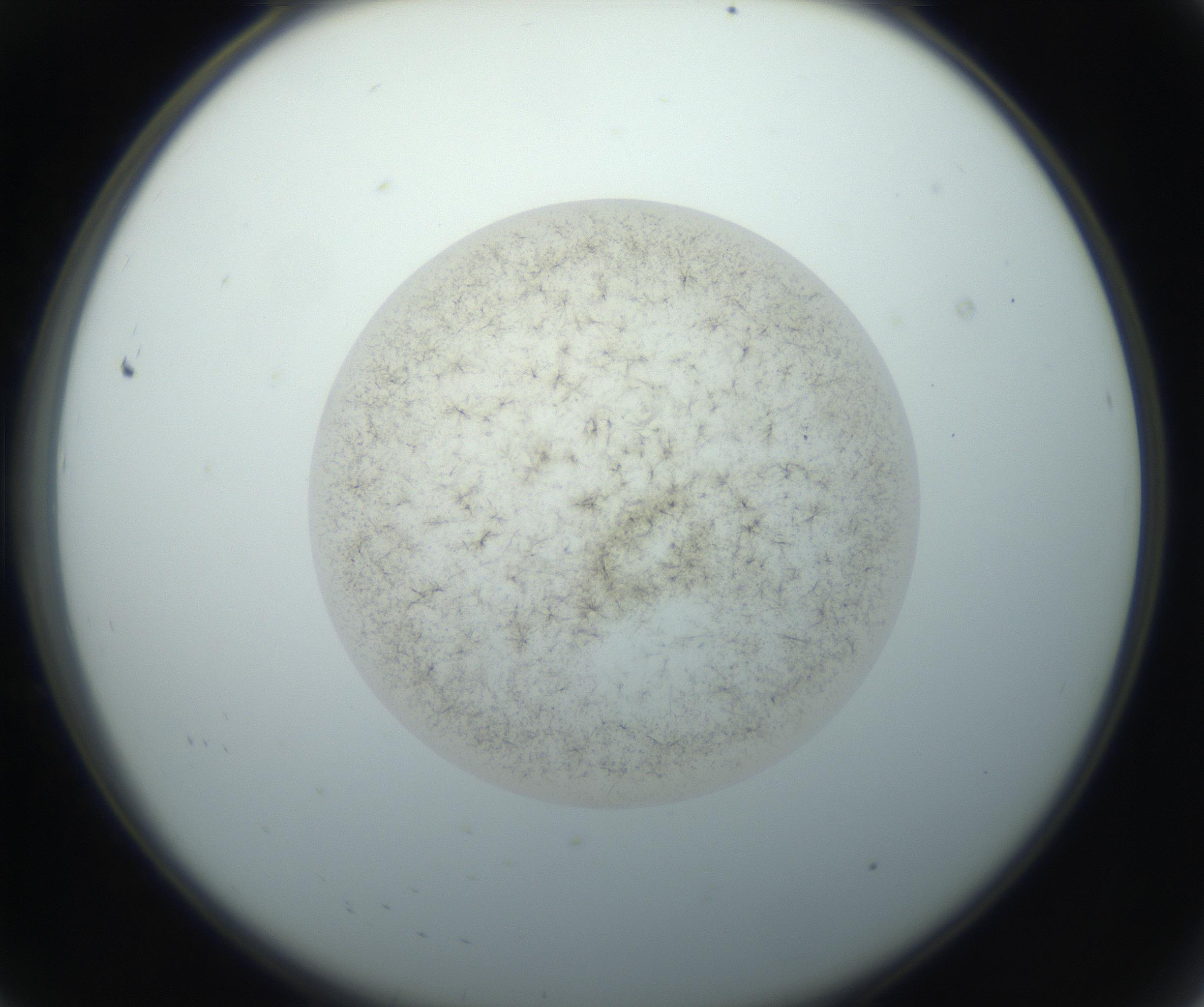 RI01_03_000_0212_Proj1_Clon1_MC_0000MC102760_002_160928_08_01_02_00_99_002_001_RAI.jpg
