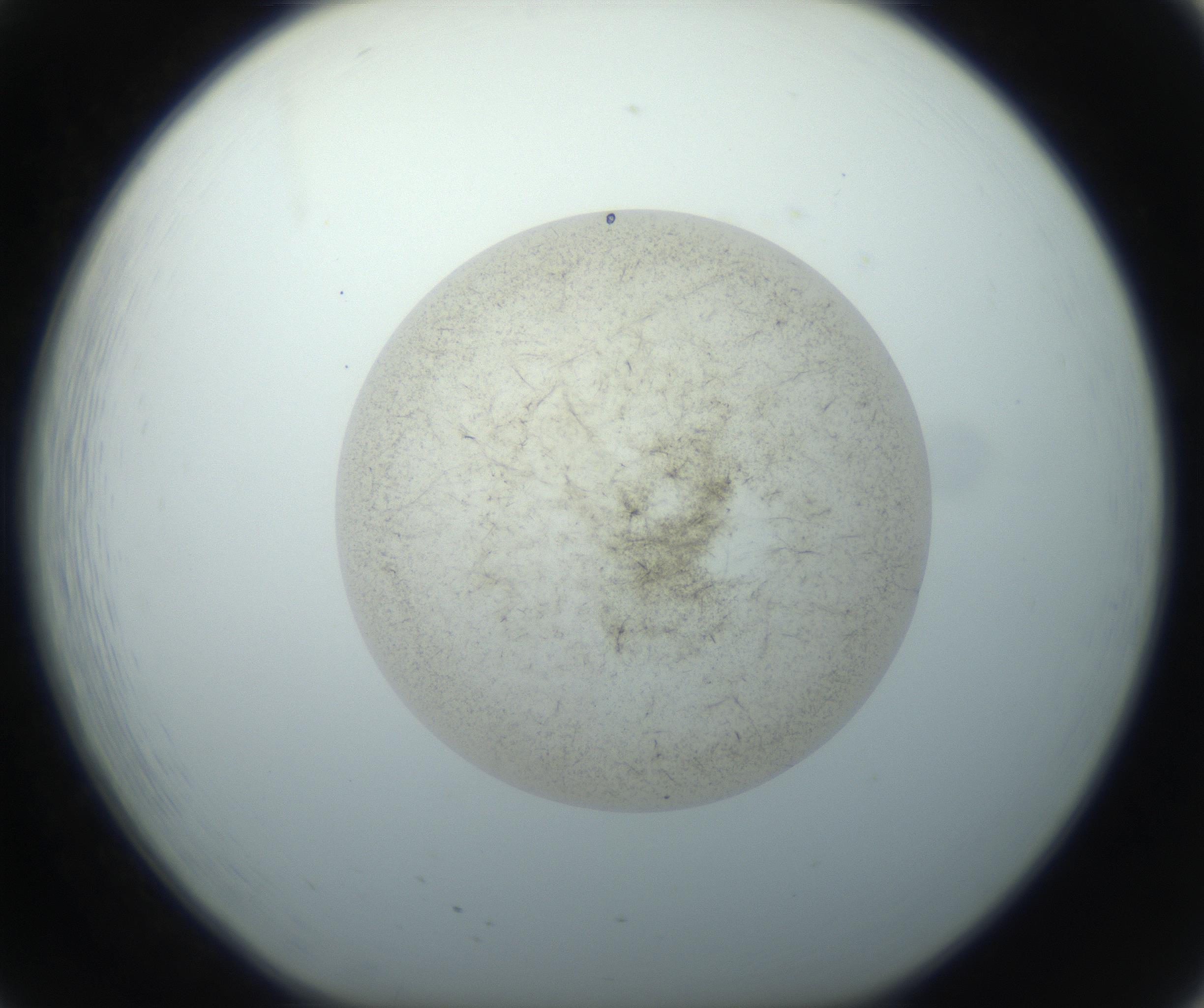 RI01_03_000_0212_Proj1_Clon1_MC_0000MC102760_002_160928_08_02_01_00_99_002_001_RAI.jpg