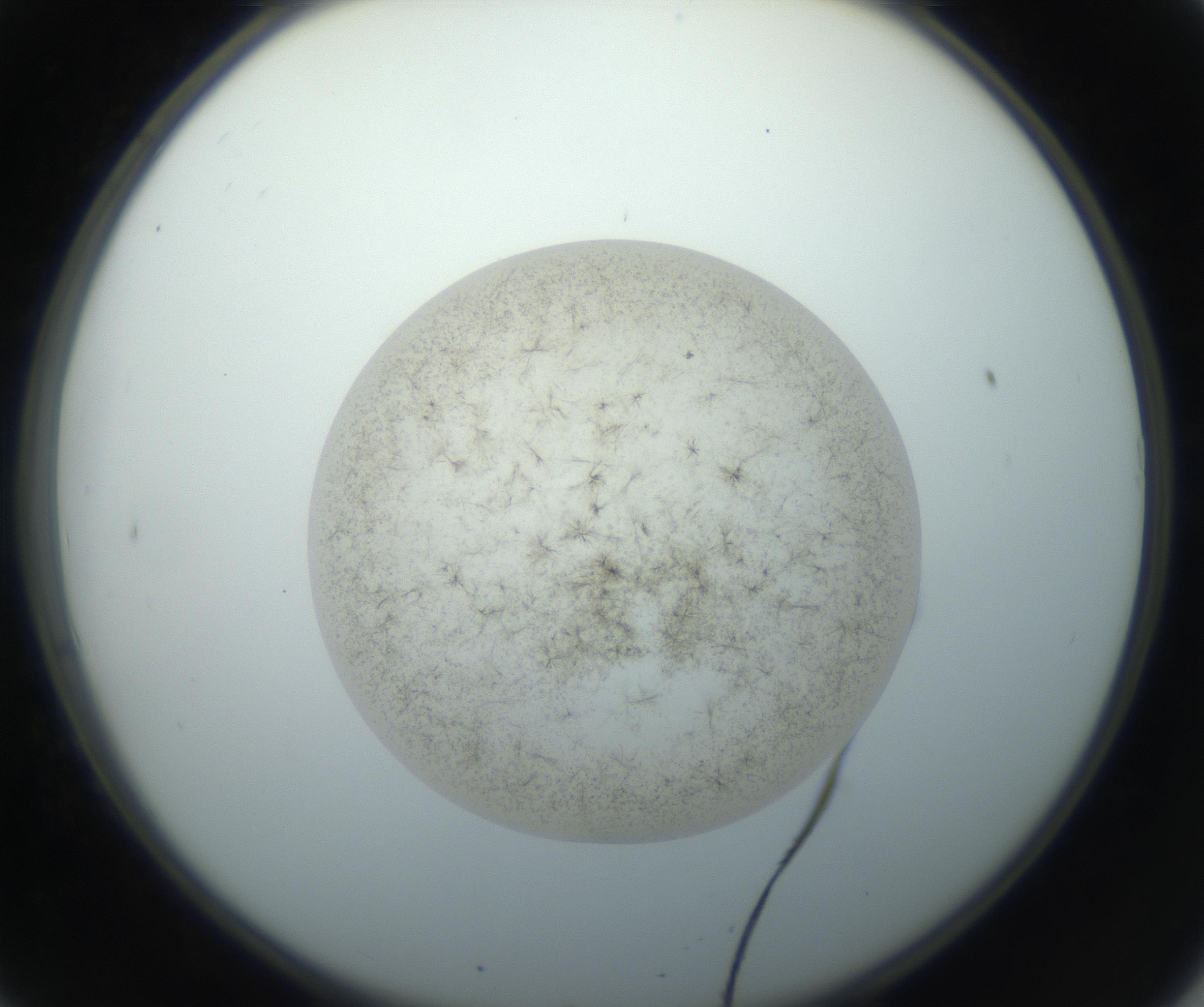 RI01_03_000_0212_Proj1_Clon1_MC_0000MC102760_002_160928_08_02_02_00_99_002_001_RAI.jpg