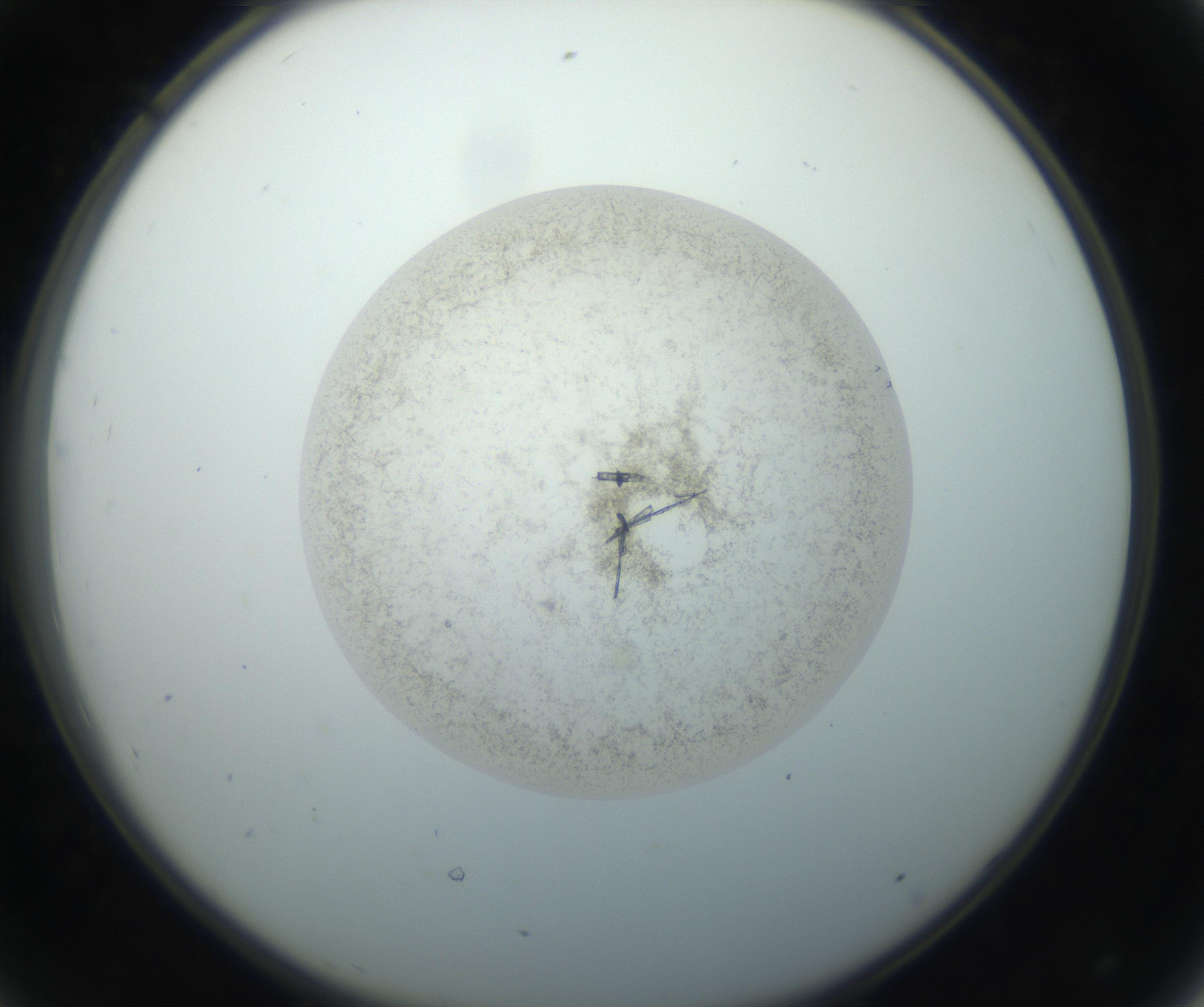 RI01_03_000_0212_Proj1_Clon1_MC_0000MC102760_002_160928_08_04_02_00_99_002_001_RAI.jpg