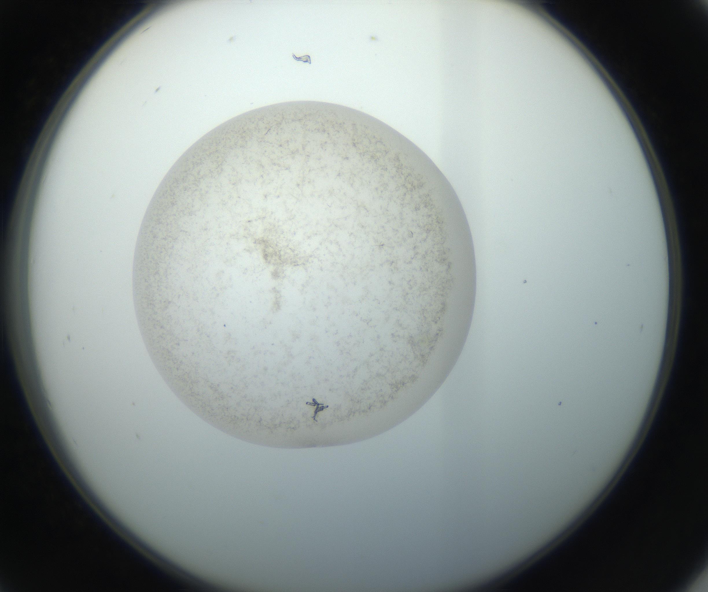 RI01_03_000_0212_Proj1_Clon1_MC_0000MC102760_002_160928_09_04_02_00_99_002_001_RAI.jpg