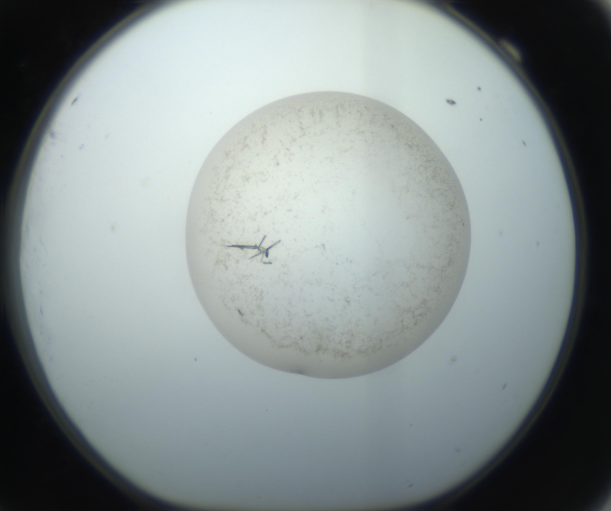 RI01_03_000_0212_Proj1_Clon1_MC_0000MC102760_002_160928_09_06_01_00_99_002_001_RAI.jpg