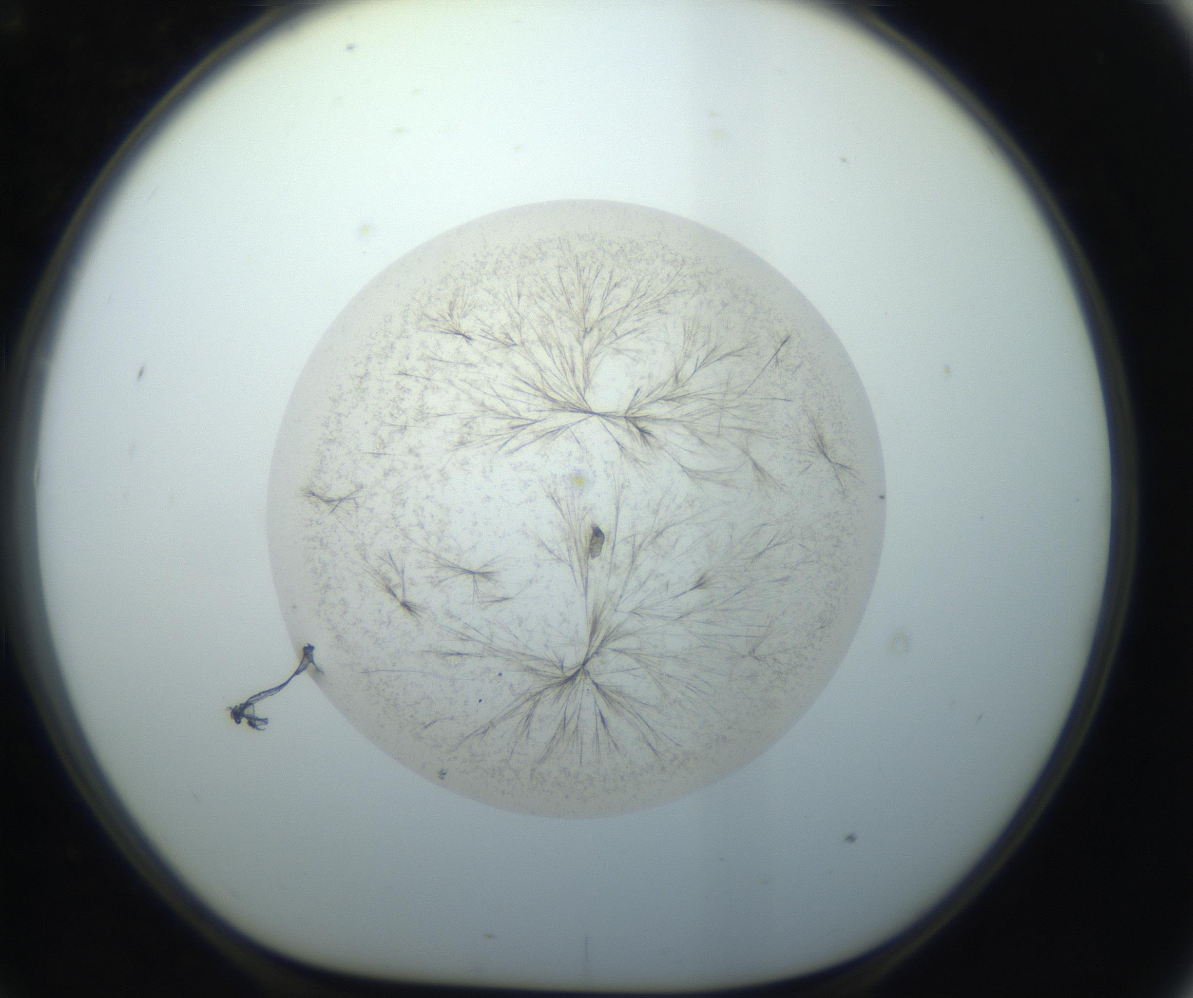 RI01_03_000_0212_Proj1_Clon1_MC_0000MC102760_002_160928_09_07_01_00_99_002_001_RAI.jpg