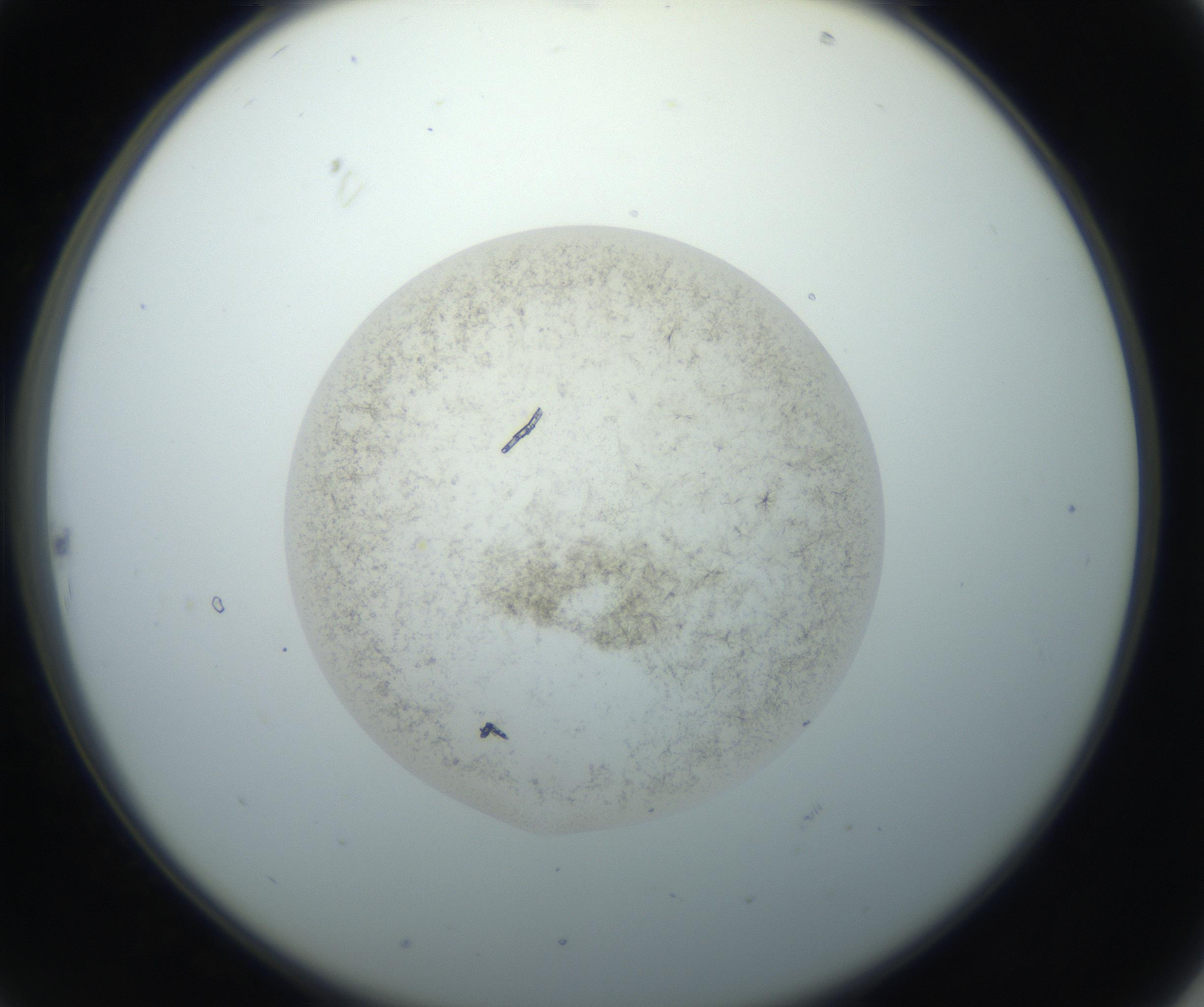 RI01_03_000_0212_Proj1_Clon1_MC_0000MC102760_002_160928_10_02_02_00_99_002_001_RAI.jpg