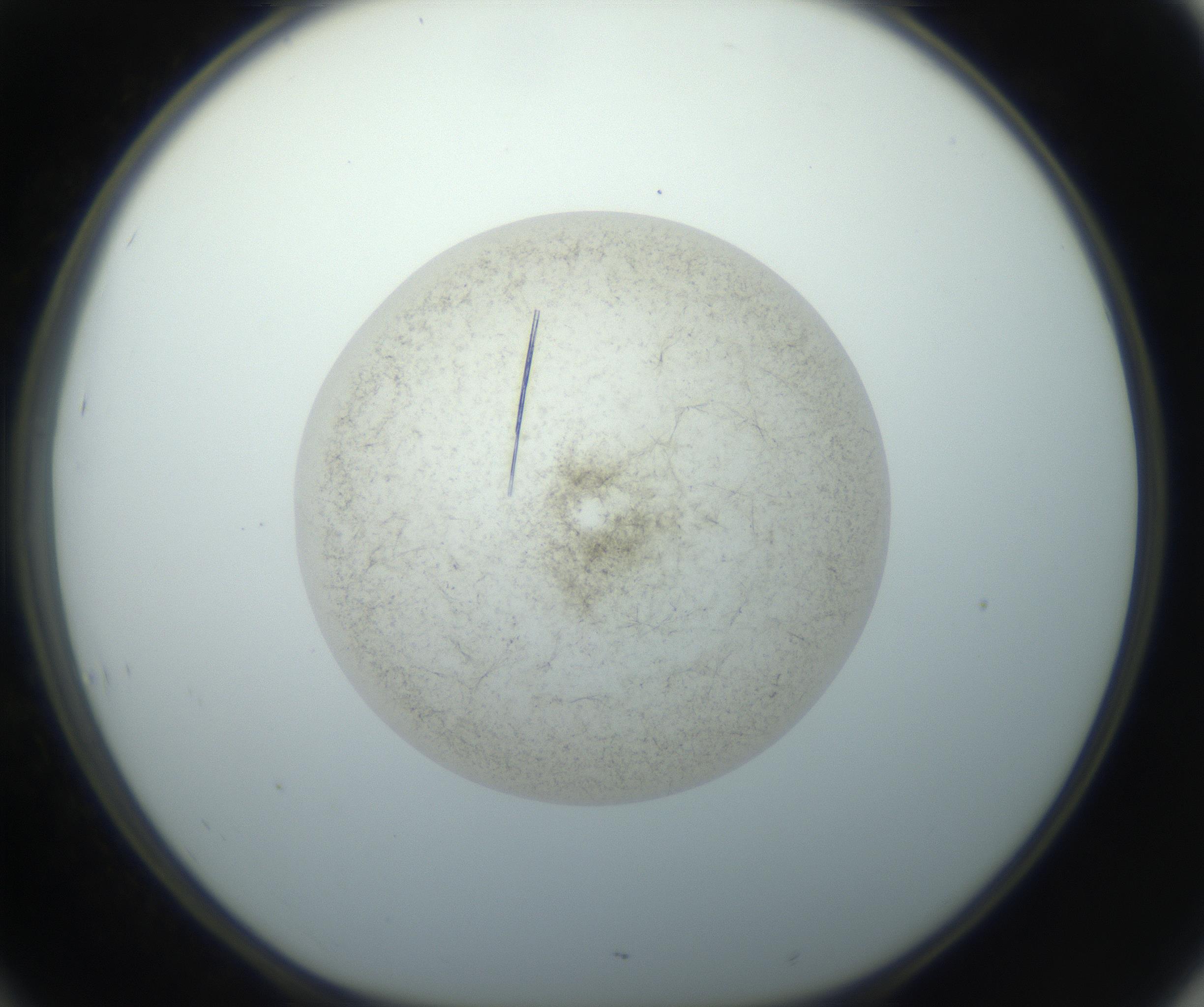 RI01_03_000_0212_Proj1_Clon1_MC_0000MC102760_002_160928_10_04_01_00_99_002_001_RAI.jpg