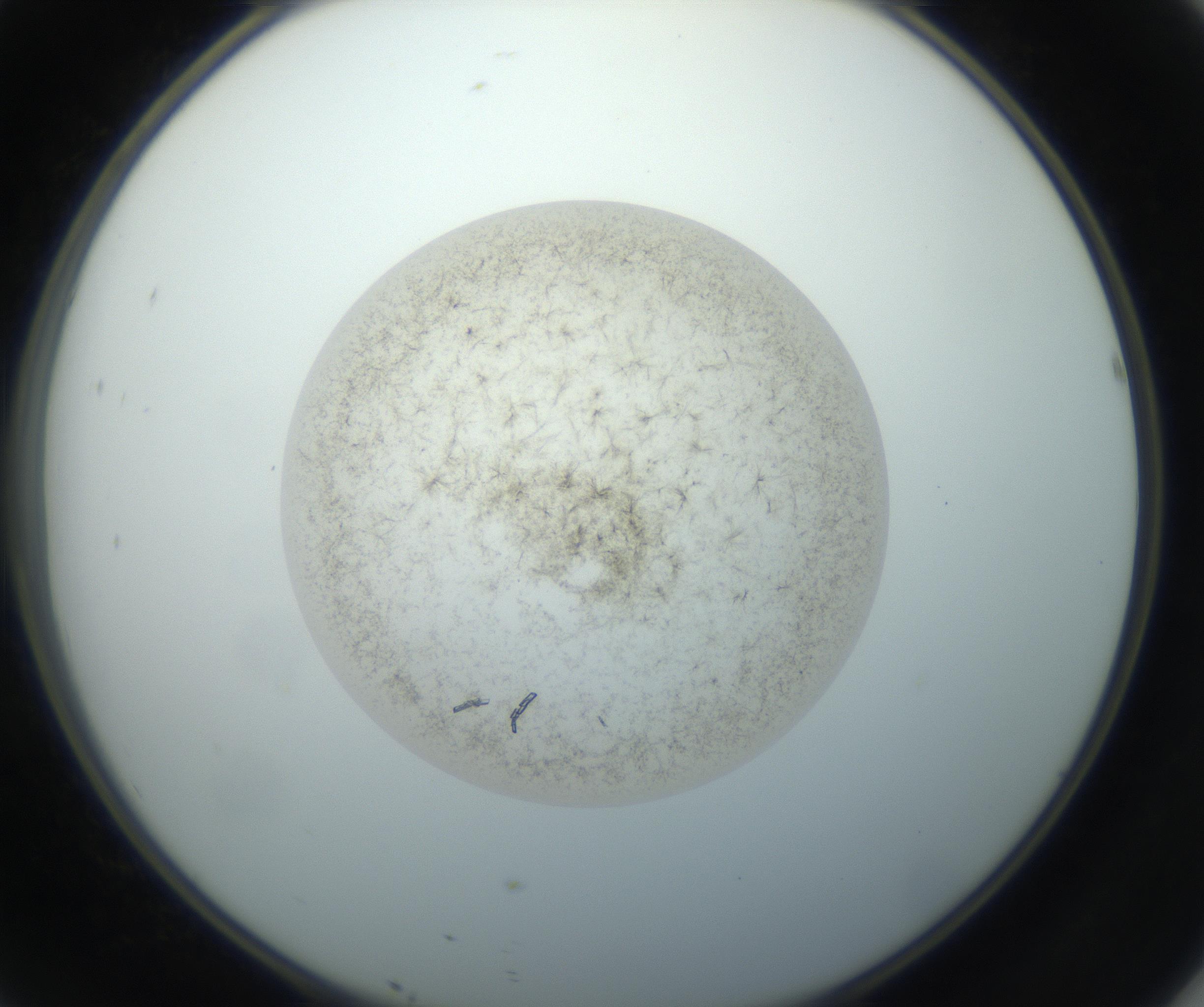 RI01_03_000_0212_Proj1_Clon1_MC_0000MC102760_002_160928_10_04_02_00_99_002_001_RAI.jpg