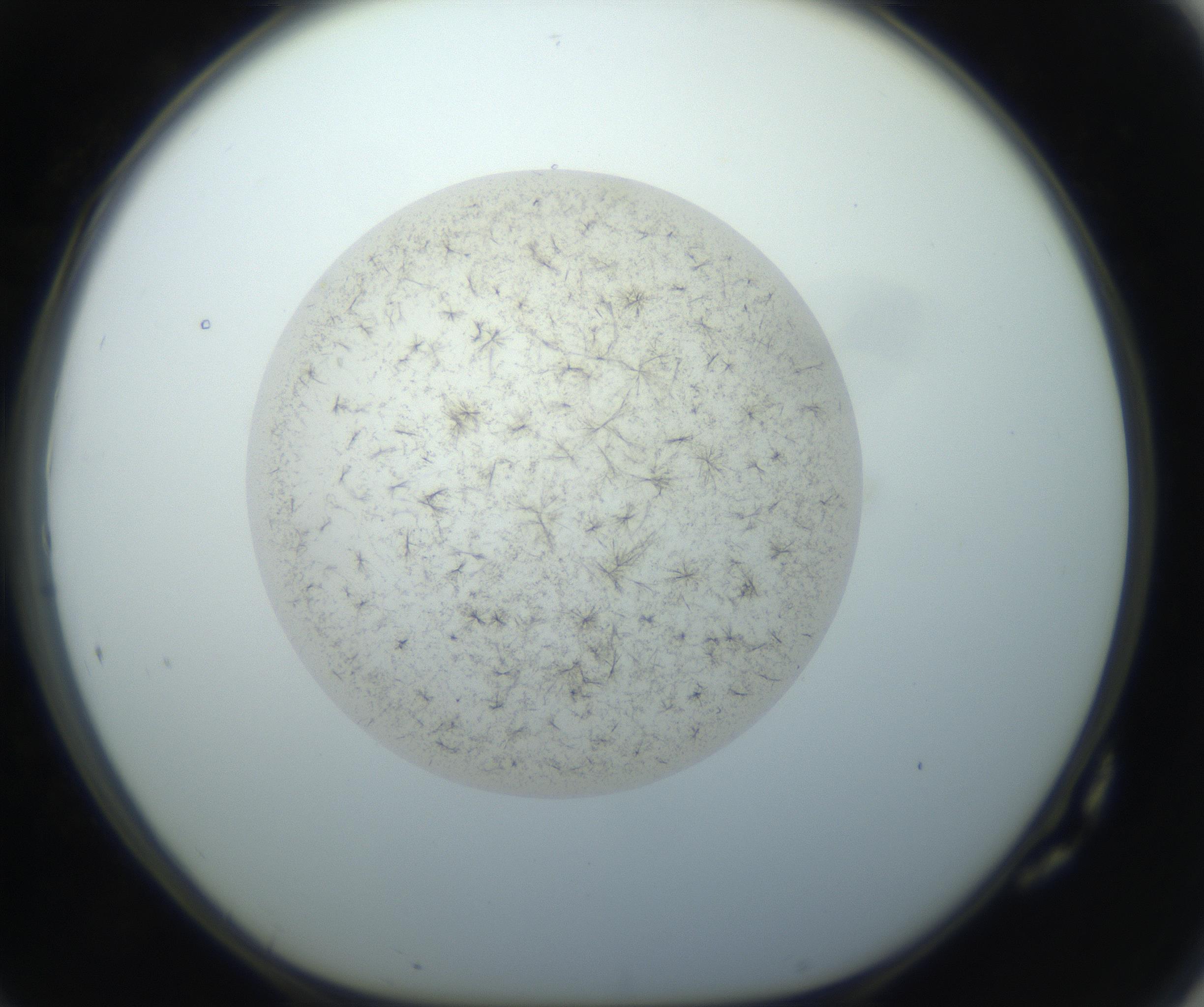 RI01_03_000_0212_Proj1_Clon1_MC_0000MC102760_002_160928_10_07_01_00_99_002_001_RAI.jpg
