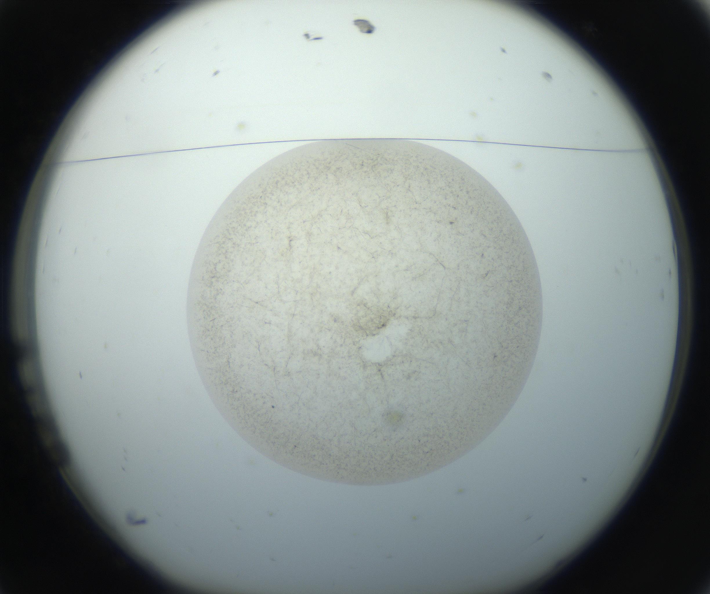 RI01_03_000_0212_Proj1_Clon1_MC_0000MC102760_002_160928_11_01_01_00_99_002_001_RAI.jpg