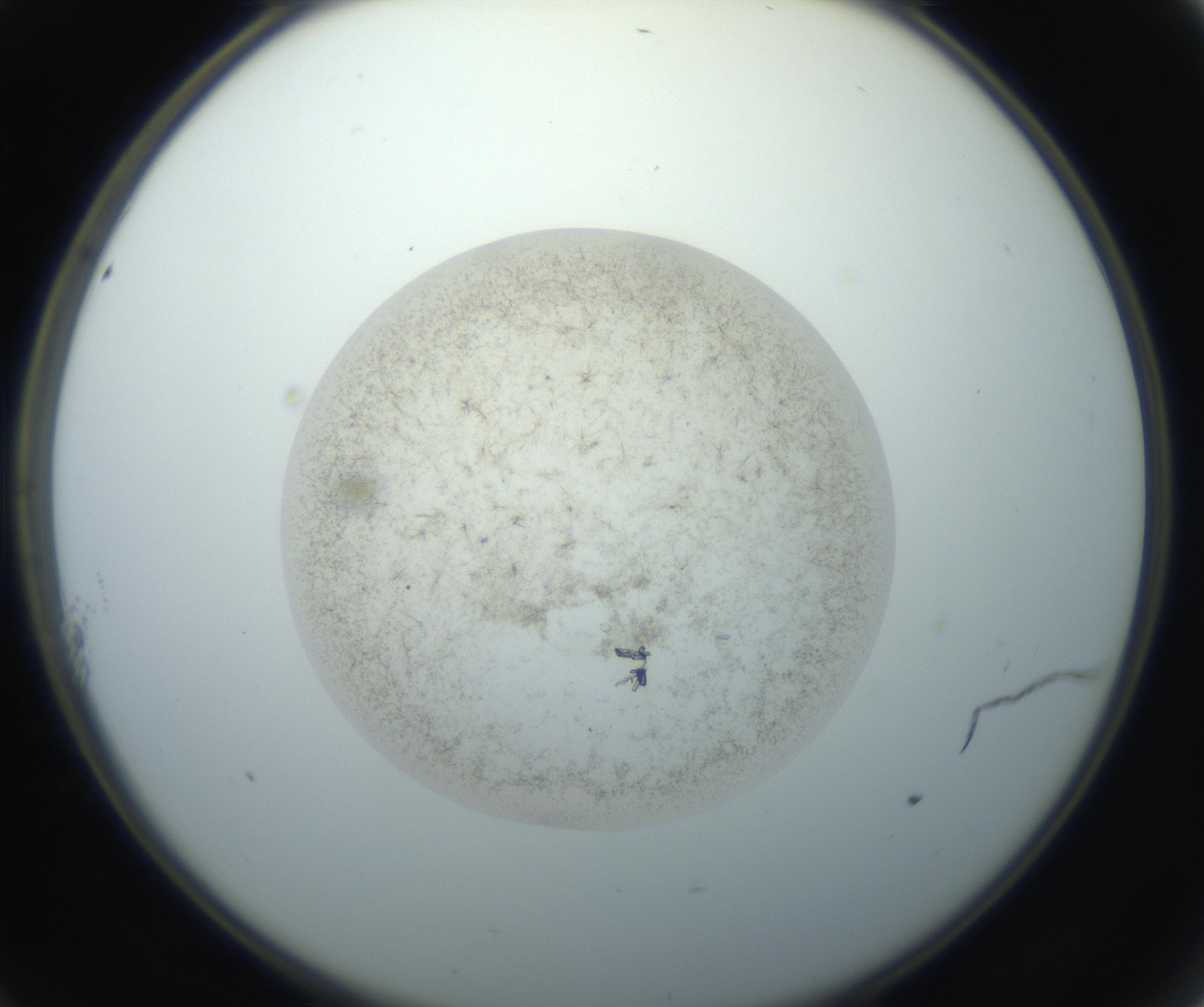 RI01_03_000_0212_Proj1_Clon1_MC_0000MC102760_002_160928_11_01_02_00_99_002_001_RAI.jpg