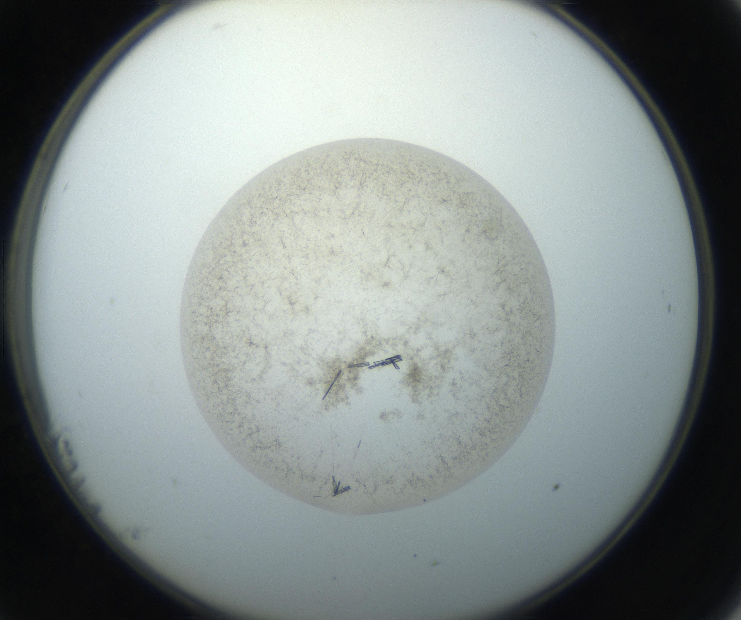 RI01_03_000_0212_Proj1_Clon1_MC_0000MC102760_002_160928_11_02_02_00_99_002_001_RAI.jpg