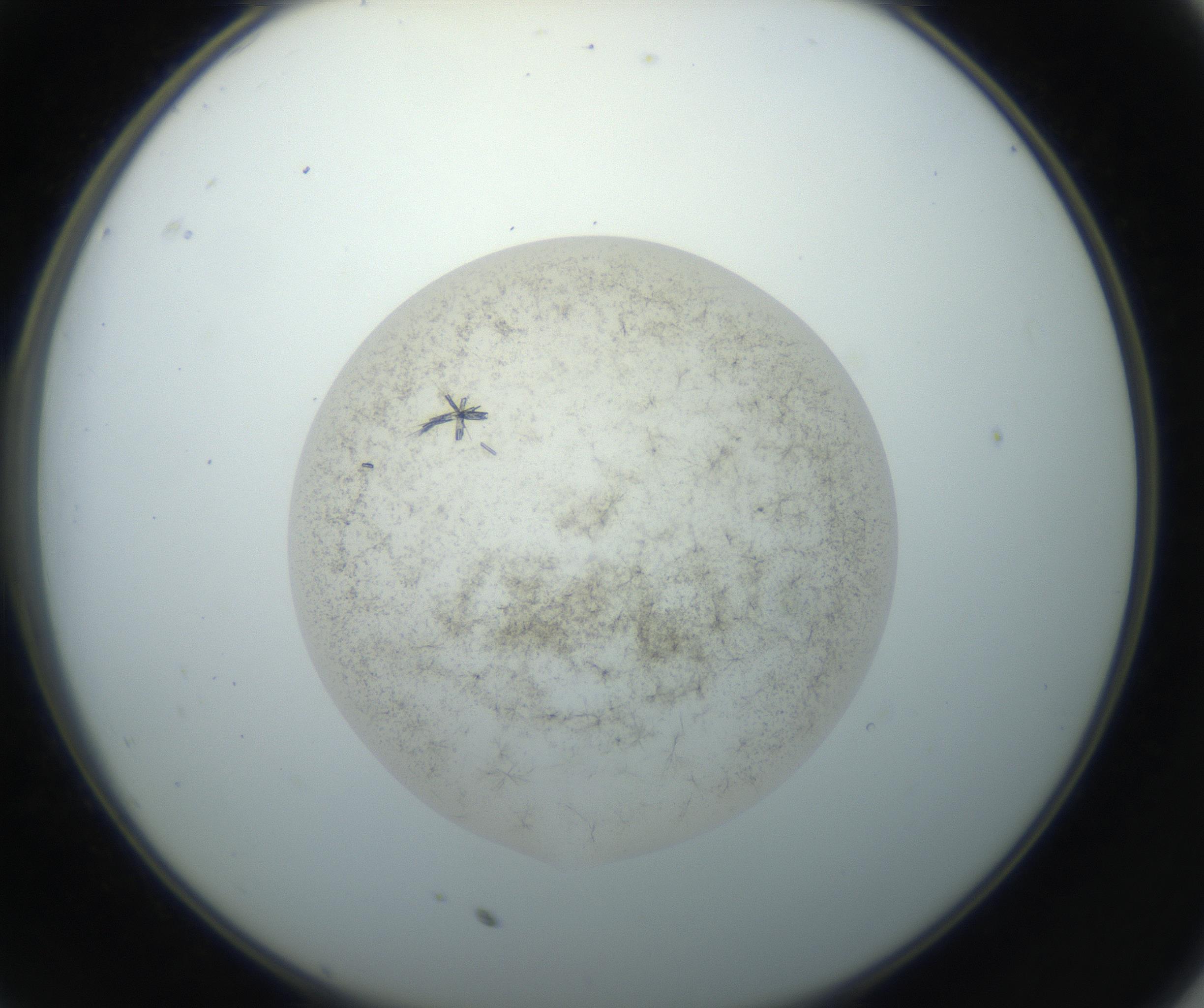 RI01_03_000_0212_Proj1_Clon1_MC_0000MC102760_002_160928_11_03_02_00_99_002_001_RAI.jpg