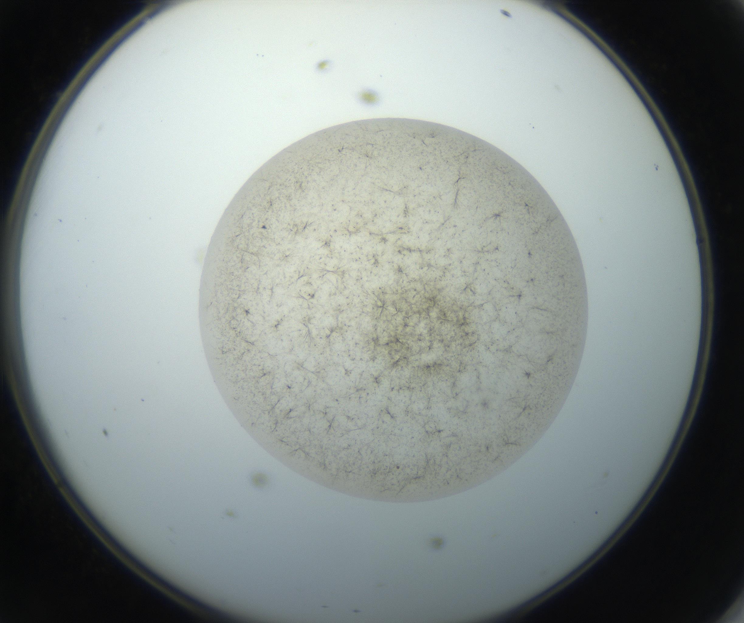 RI01_03_000_0212_Proj1_Clon1_MC_0000MC102760_002_160928_11_04_02_00_99_002_001_RAI.jpg