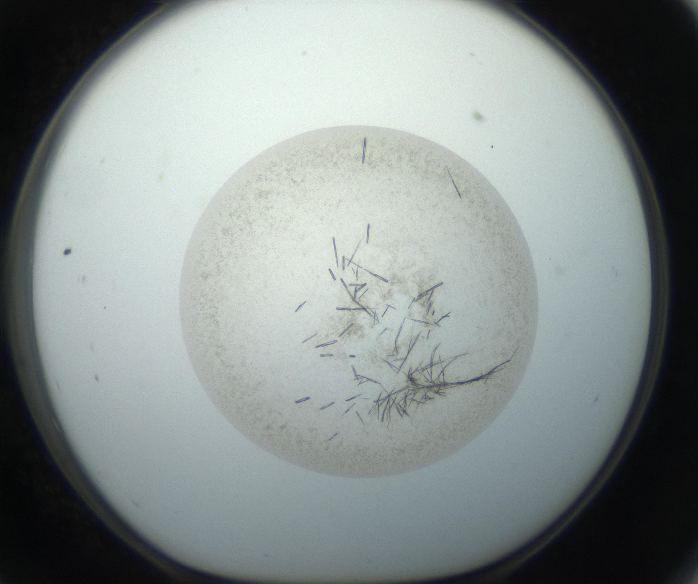 RI01_03_000_0212_Proj1_Clon1_MC_0000MC102760_002_160928_11_05_01_00_99_002_001_RAI.jpg