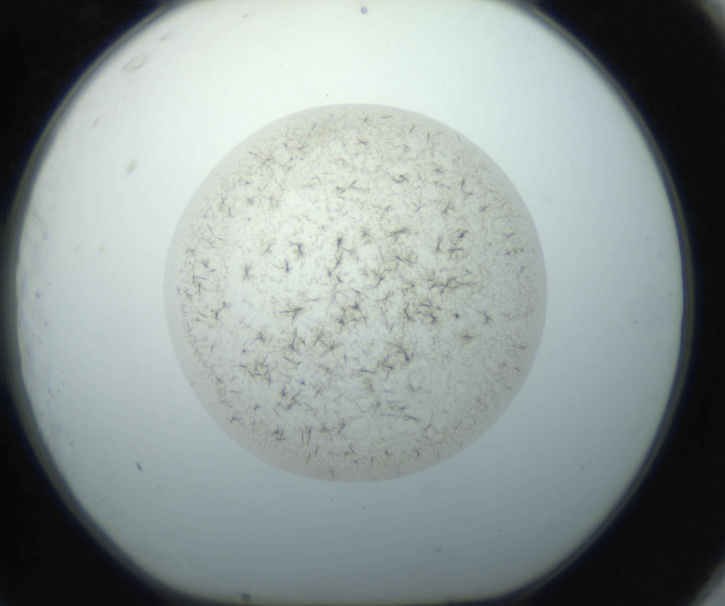 RI01_03_000_0212_Proj1_Clon1_MC_0000MC102760_002_160928_11_07_01_00_99_002_001_RAI.jpg