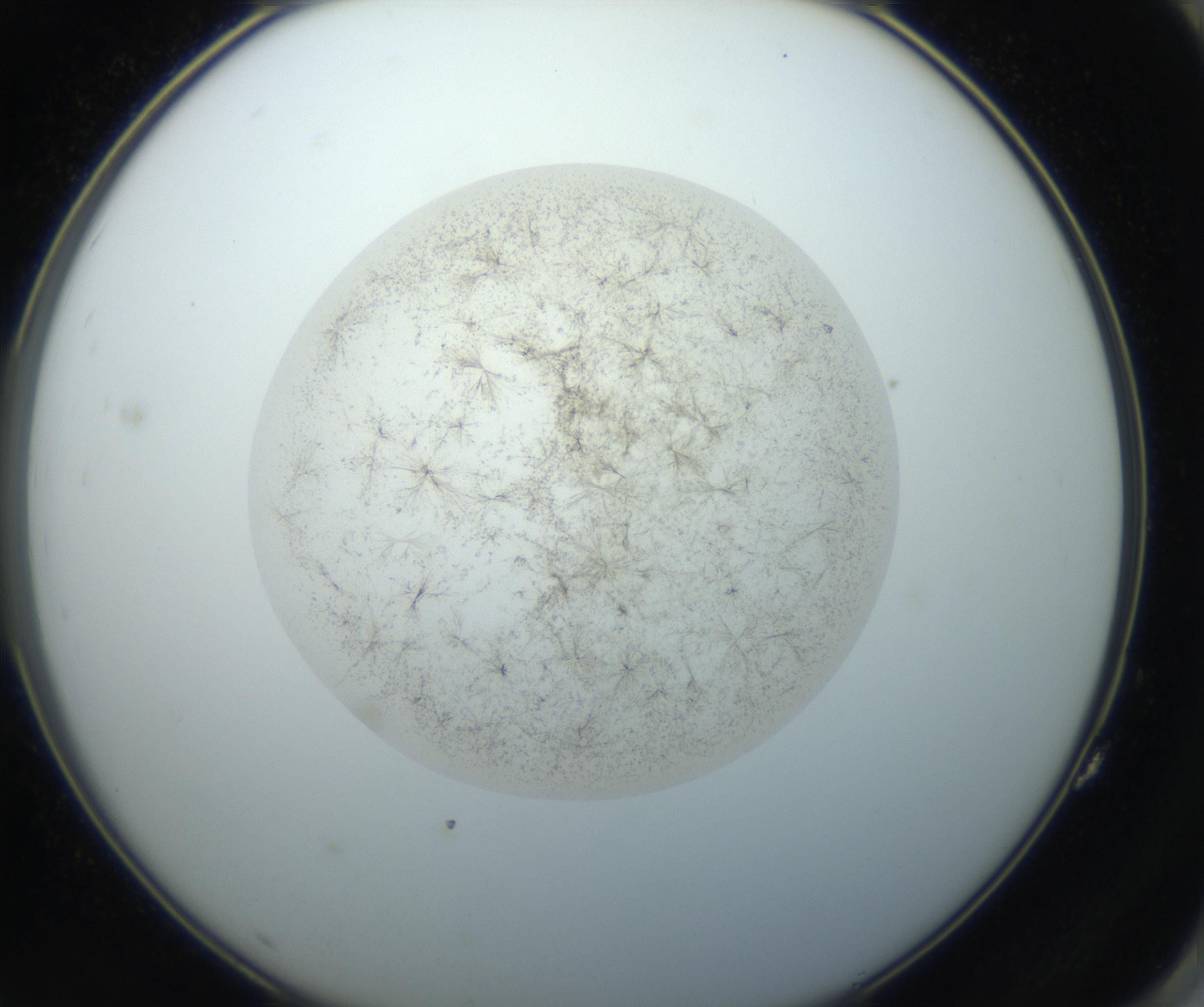 RI01_03_000_0212_Proj1_Clon1_MC_0000MC102760_002_160928_11_07_02_00_99_002_001_RAI.jpg