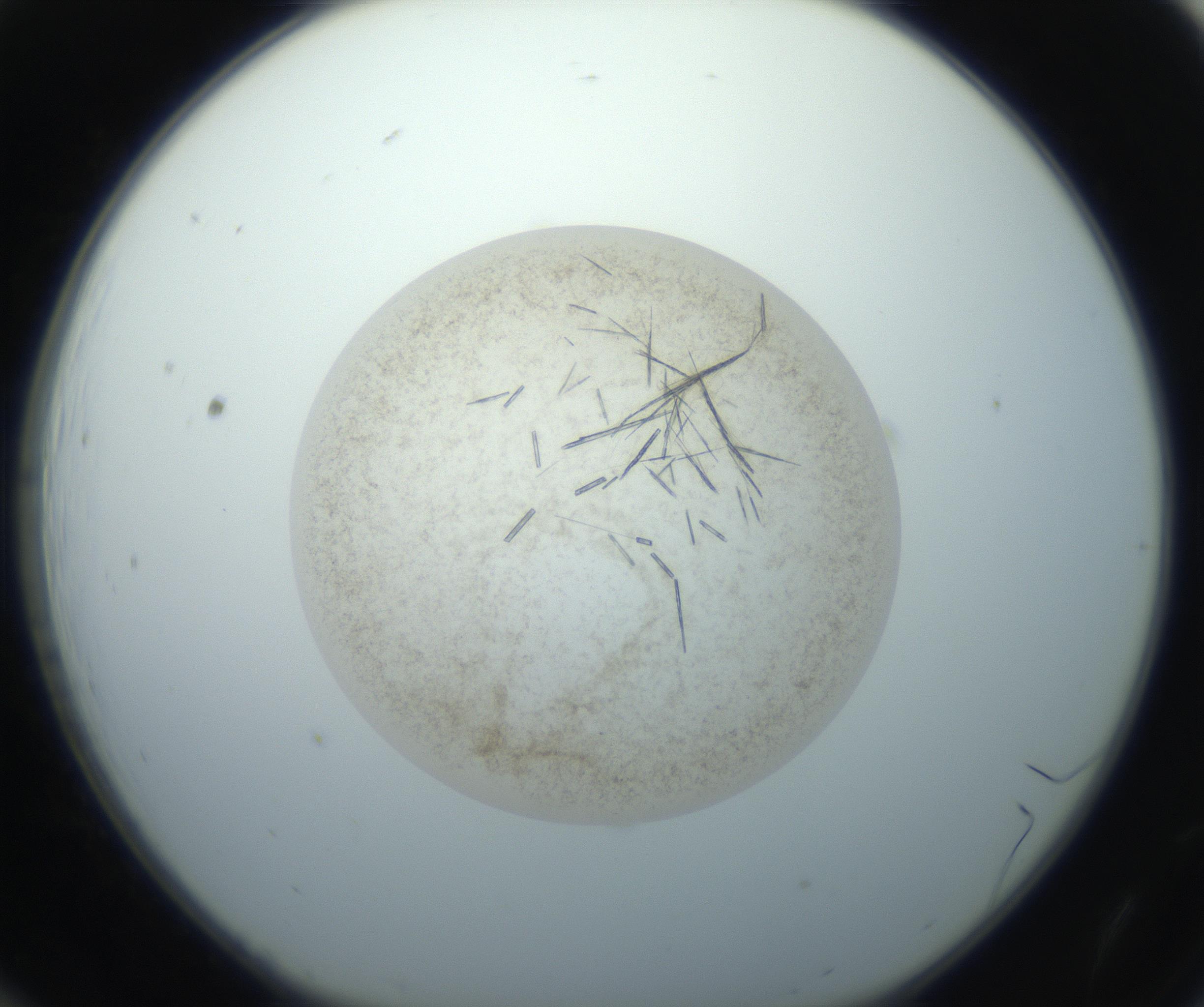 RI01_03_000_0212_Proj1_Clon1_MC_0000MC102760_002_160928_12_01_01_00_99_002_001_RAI.jpg