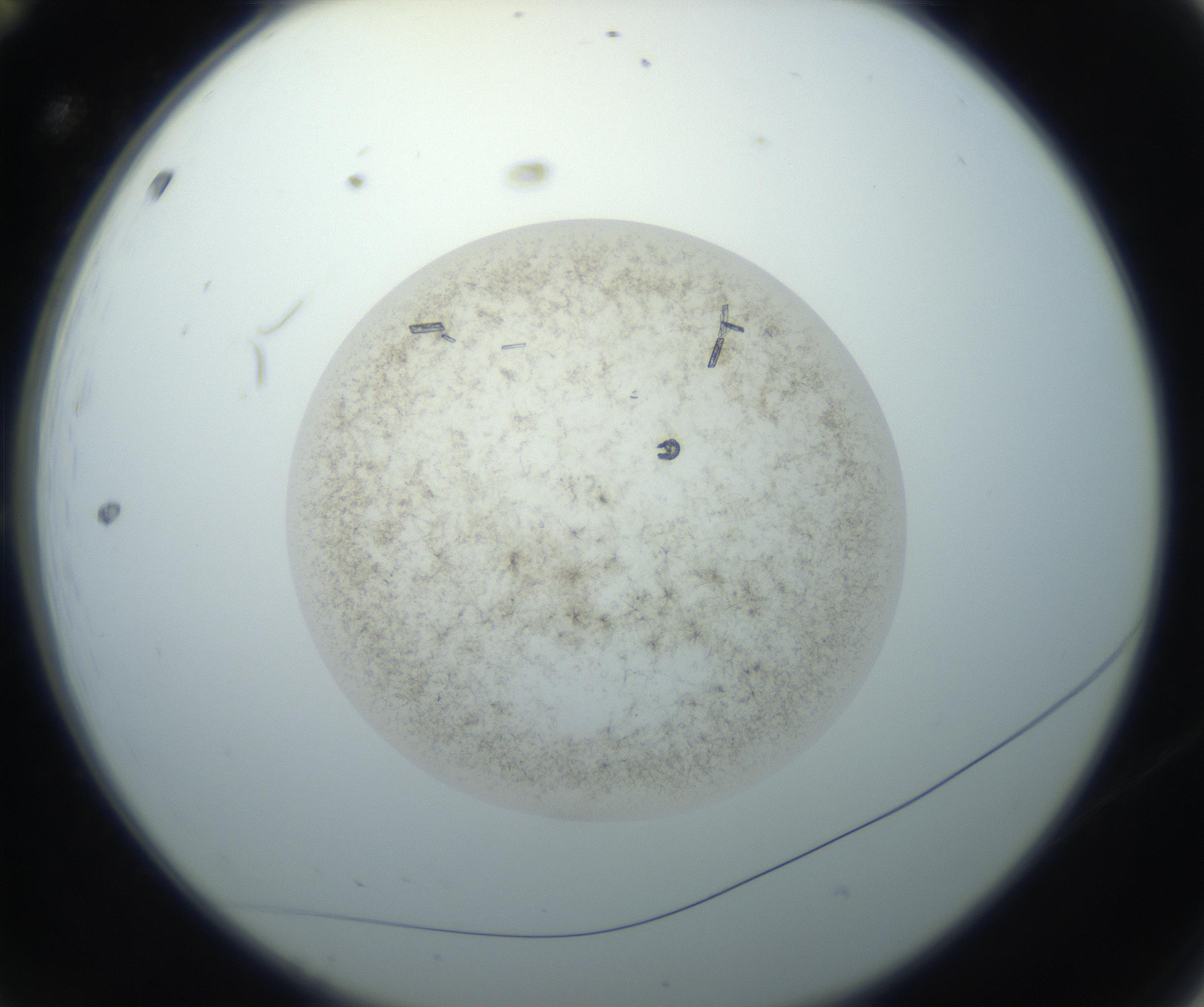 RI01_03_000_0212_Proj1_Clon1_MC_0000MC102760_002_160928_12_01_02_00_99_002_001_RAI.jpg