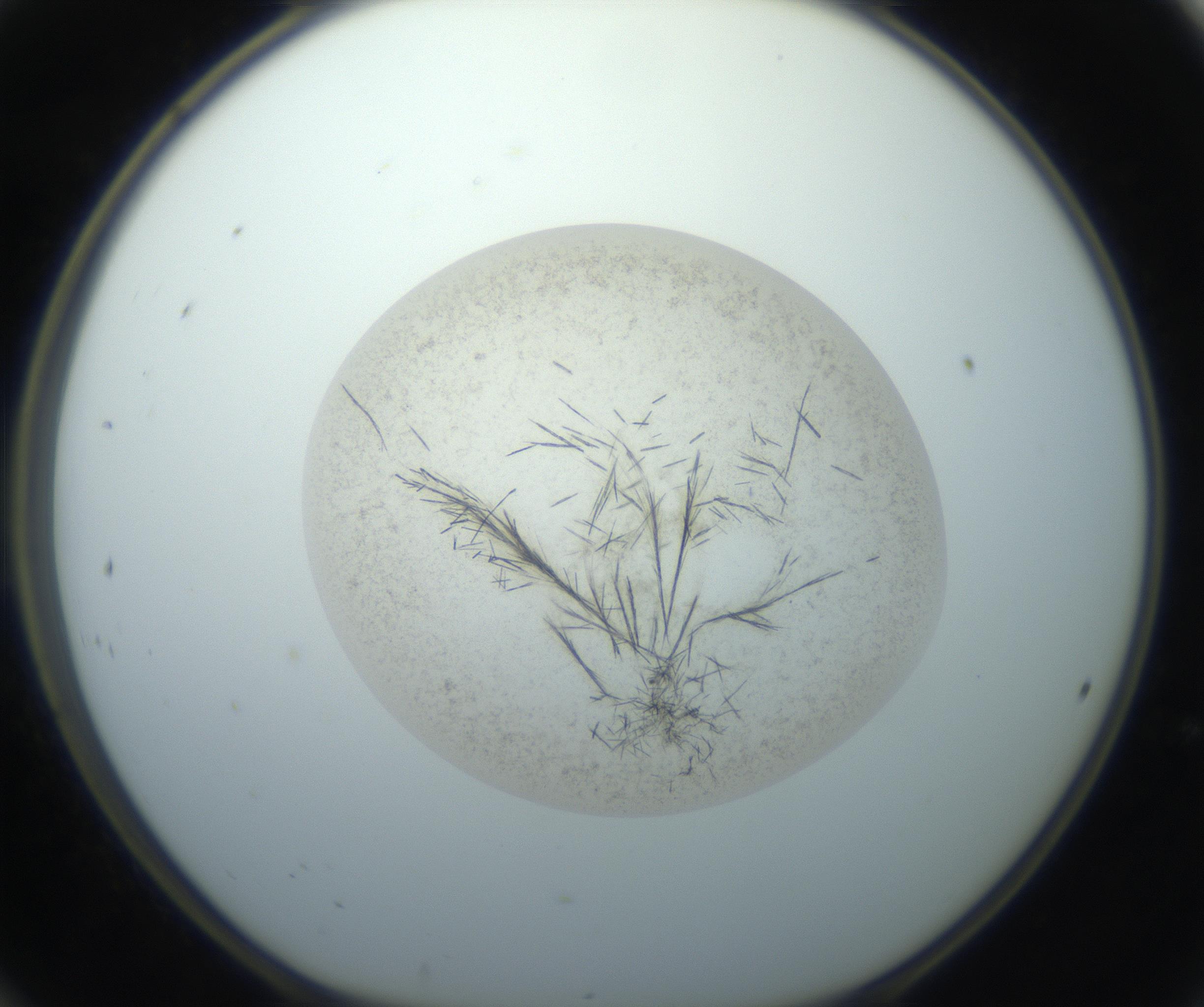 RI01_03_000_0212_Proj1_Clon1_MC_0000MC102760_002_160928_12_02_01_00_99_002_001_RAI.jpg