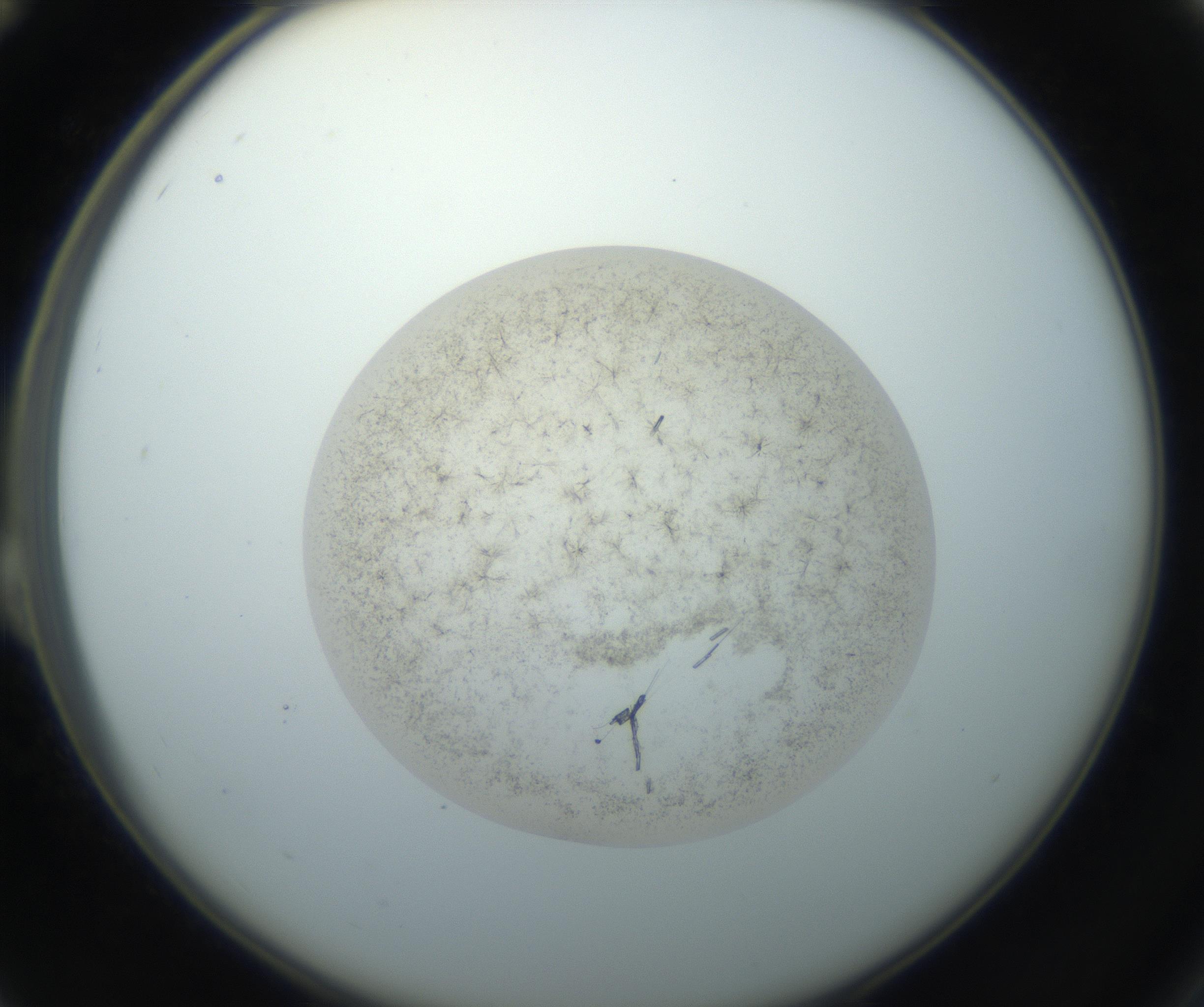 RI01_03_000_0212_Proj1_Clon1_MC_0000MC102760_002_160928_12_02_02_00_99_002_001_RAI.jpg