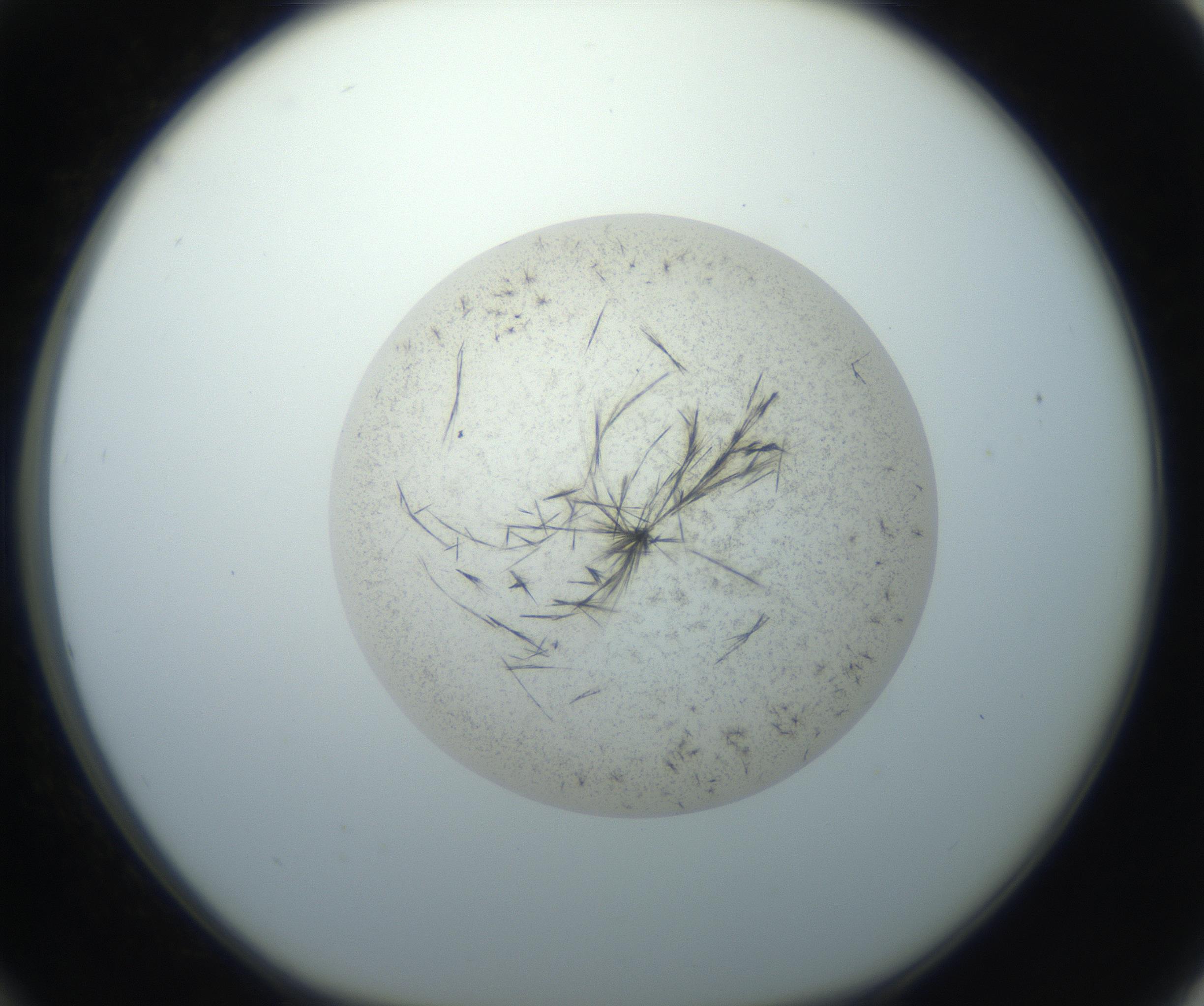 RI01_03_000_0212_Proj1_Clon1_MC_0000MC102760_002_160928_12_03_01_00_99_002_001_RAI.jpg