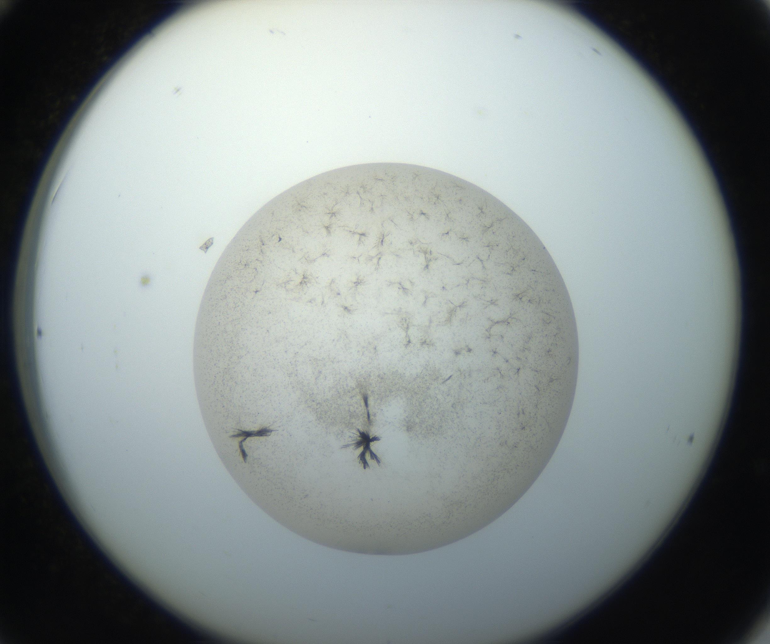 RI01_03_000_0212_Proj1_Clon1_MC_0000MC102760_002_160928_12_03_02_00_99_002_001_RAI.jpg