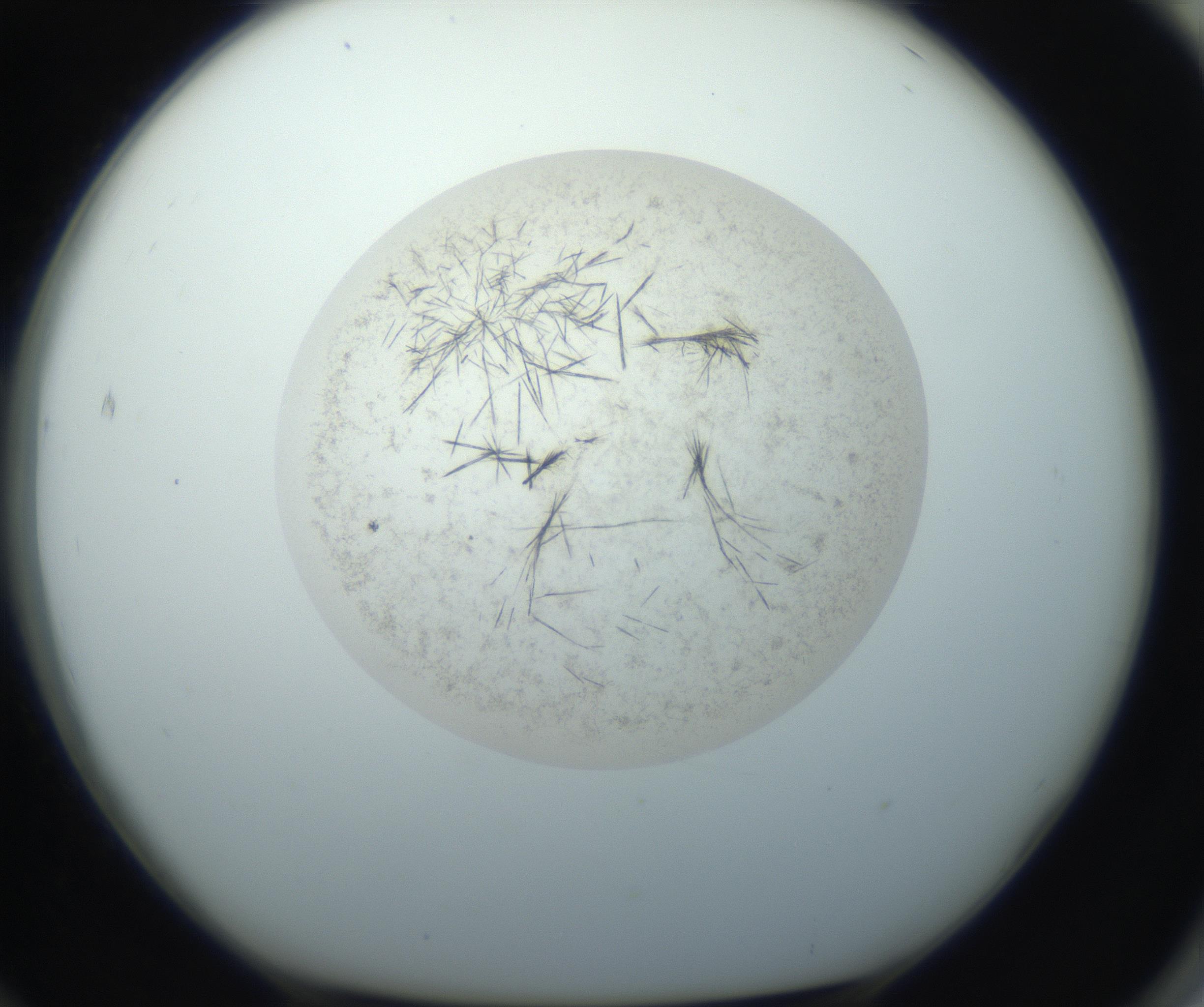 RI01_03_000_0212_Proj1_Clon1_MC_0000MC102760_002_160928_12_07_01_00_99_002_001_RAI.jpg
