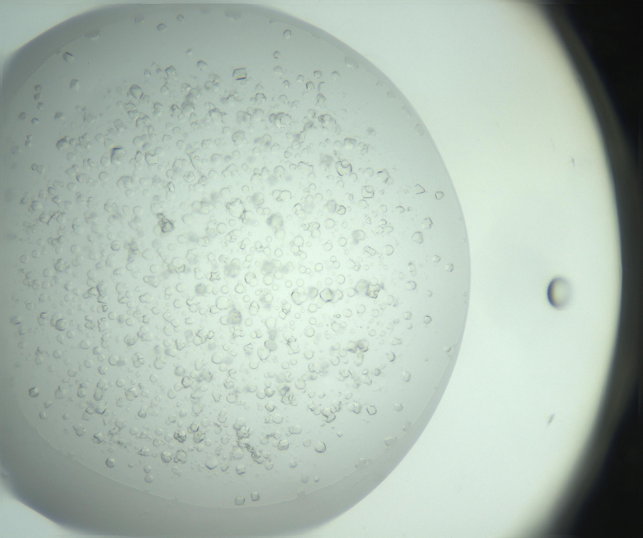 RI01_03_000_0212_Proj1_Clon1_MC_0000MC102770_016_161207_06_04_02_00_99_002_001_RAI.jpg