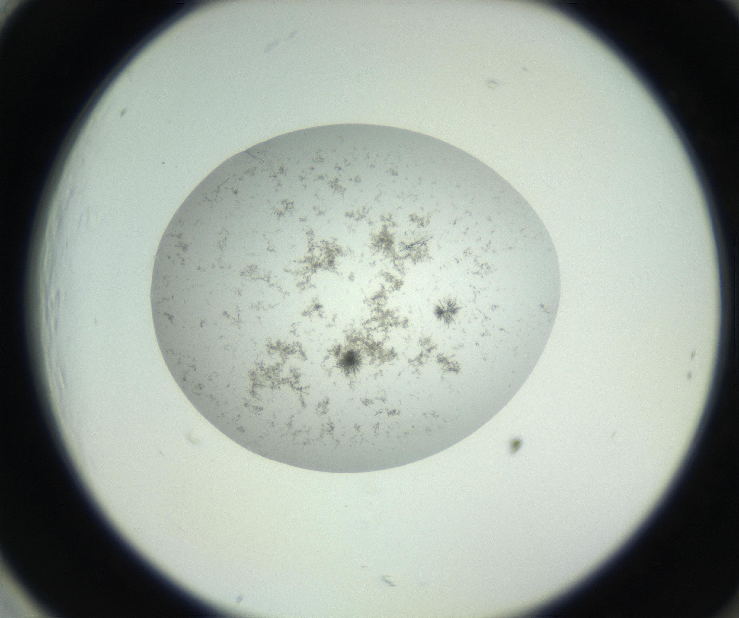 RI01_03_000_0212_Proj1_Clon1_MC_0000MC102779_002_160929_01_08_02_00_99_002_001_RAI.jpg