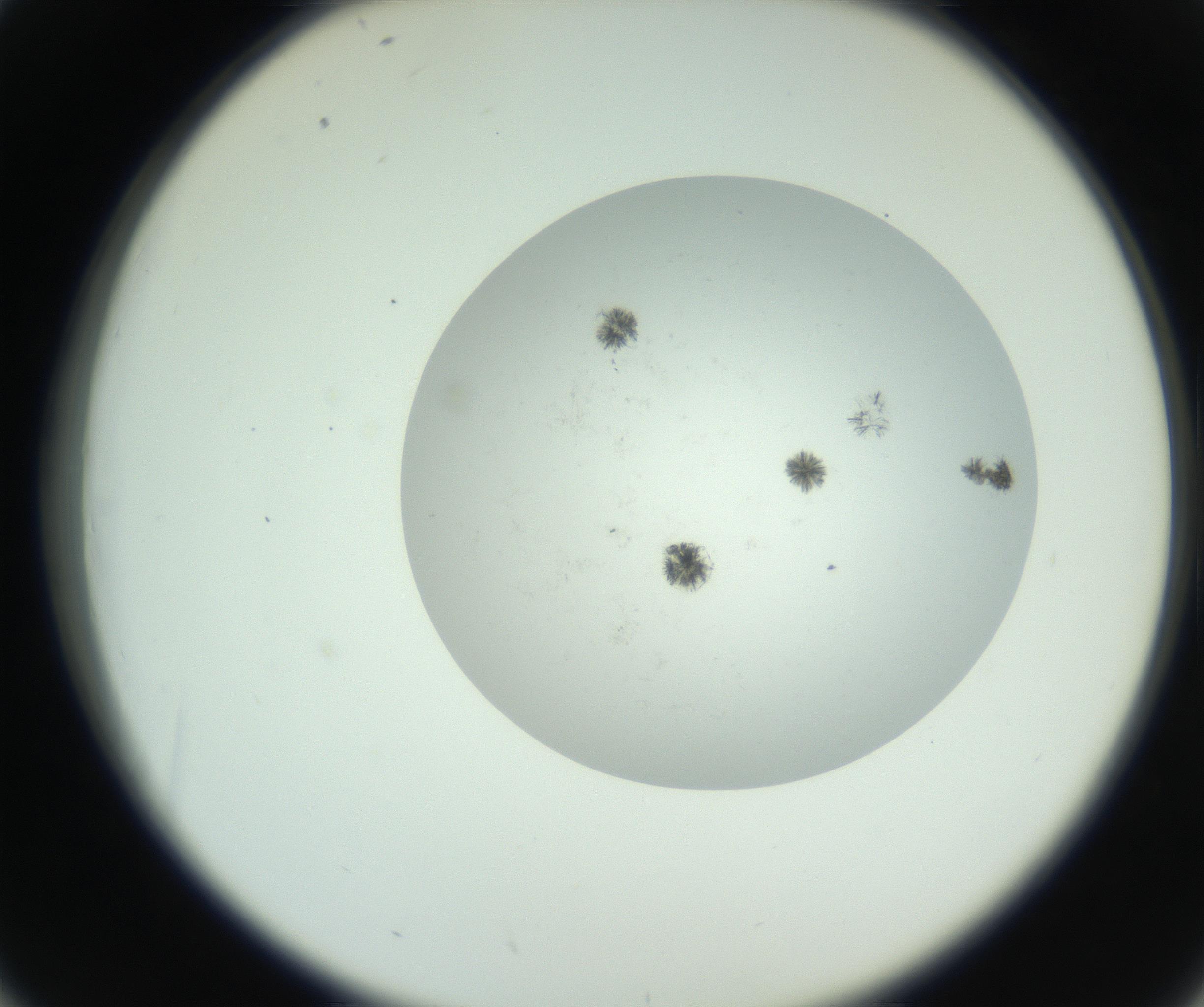 RI01_03_000_0212_Proj1_Clon1_MC_0000MC102779_002_160929_02_04_02_00_99_002_001_RAI.jpg