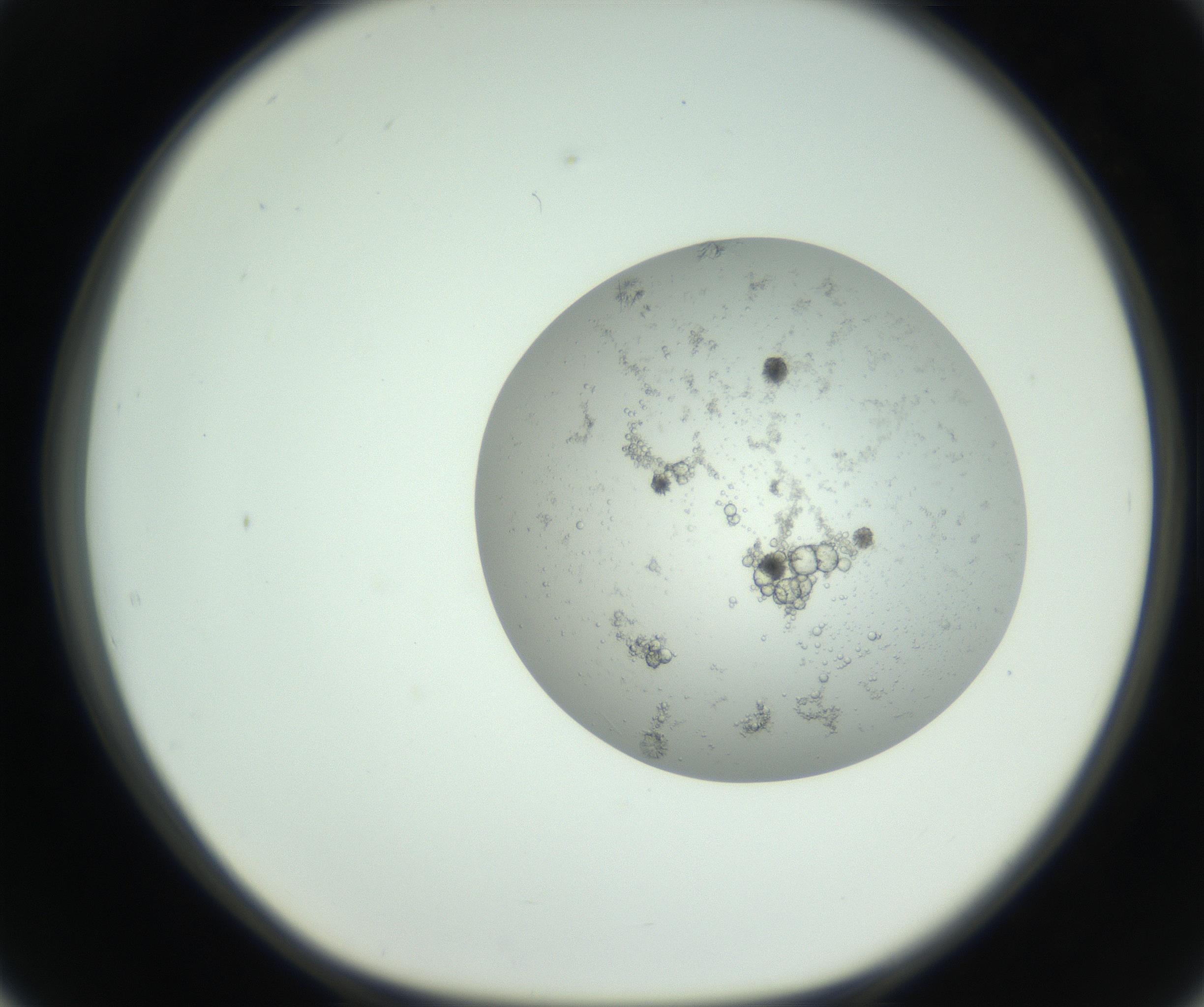 RI01_03_000_0212_Proj1_Clon1_MC_0000MC102779_002_160929_02_05_01_00_99_002_001_RAI.jpg