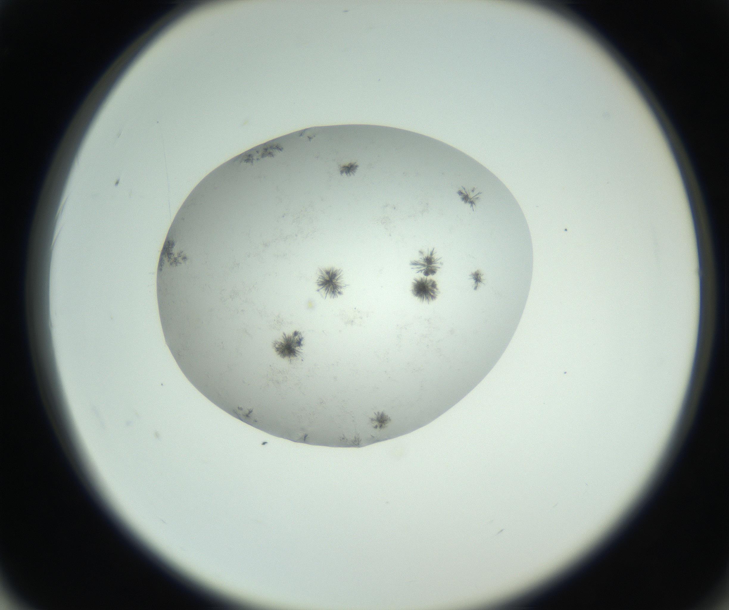 RI01_03_000_0212_Proj1_Clon1_MC_0000MC102779_002_160929_02_06_02_00_99_002_001_RAI.jpg