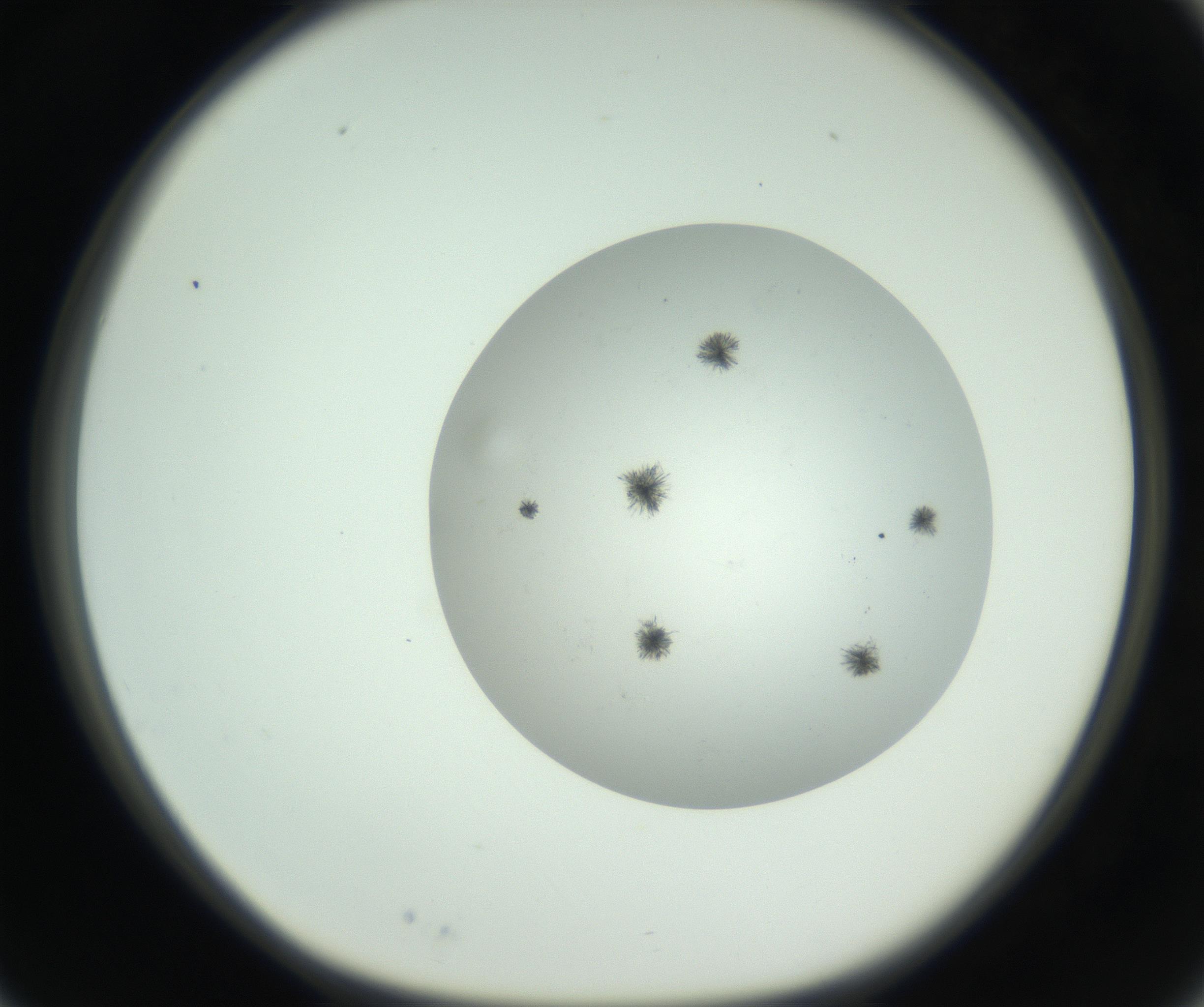 RI01_03_000_0212_Proj1_Clon1_MC_0000MC102779_002_160929_03_02_01_00_99_002_001_RAI.jpg