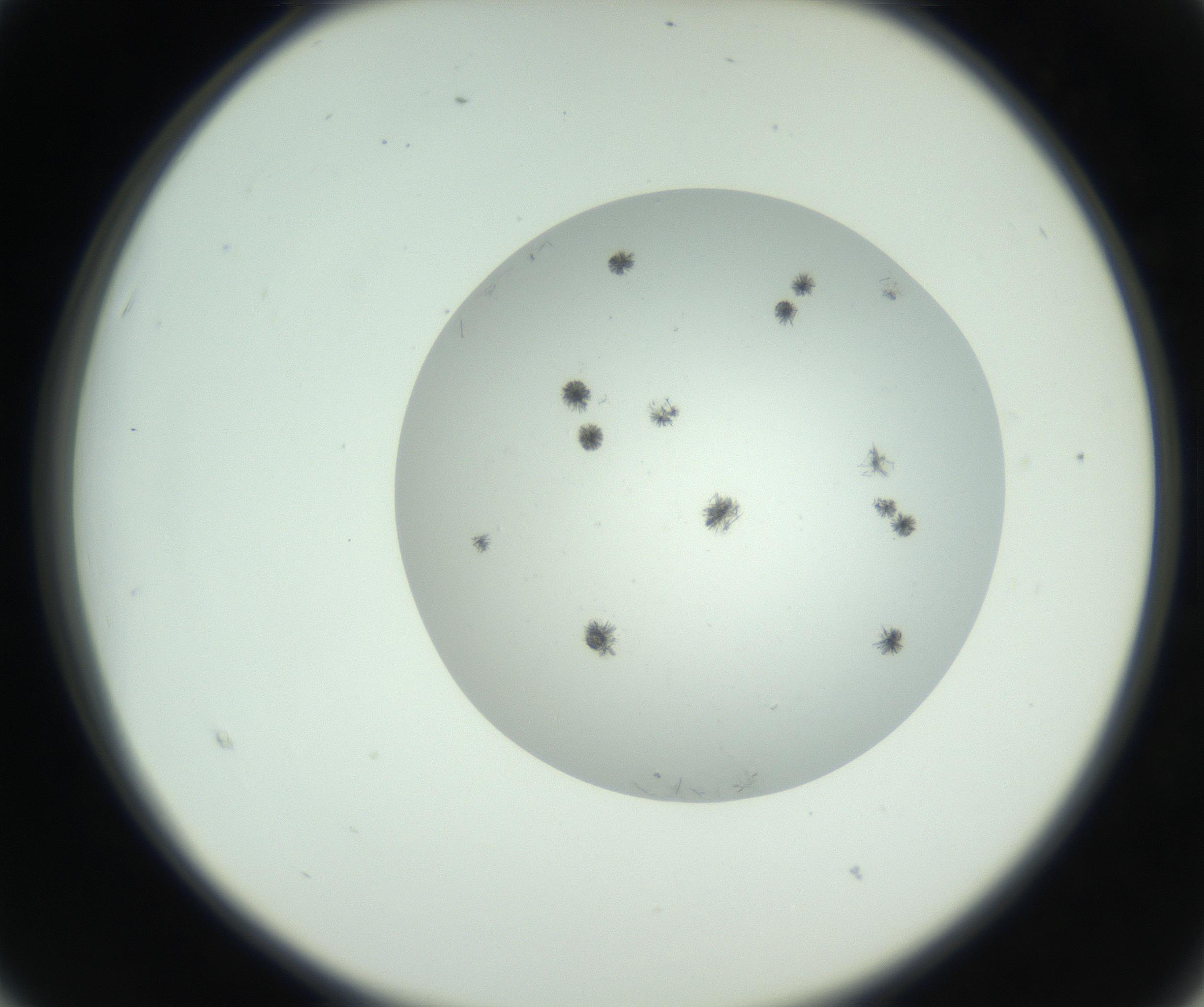 RI01_03_000_0212_Proj1_Clon1_MC_0000MC102779_002_160929_03_02_02_00_99_002_001_RAI.jpg