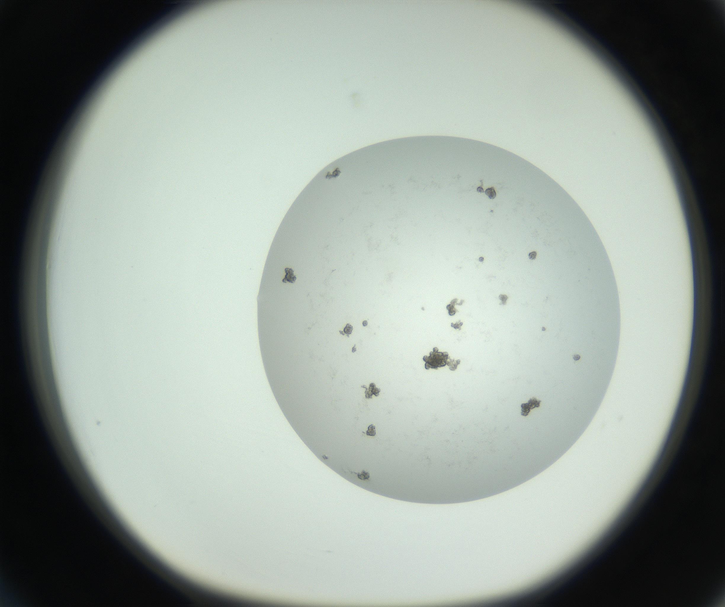 RI01_03_000_0212_Proj1_Clon1_MC_0000MC102779_002_160929_03_03_01_00_99_002_001_RAI.jpg