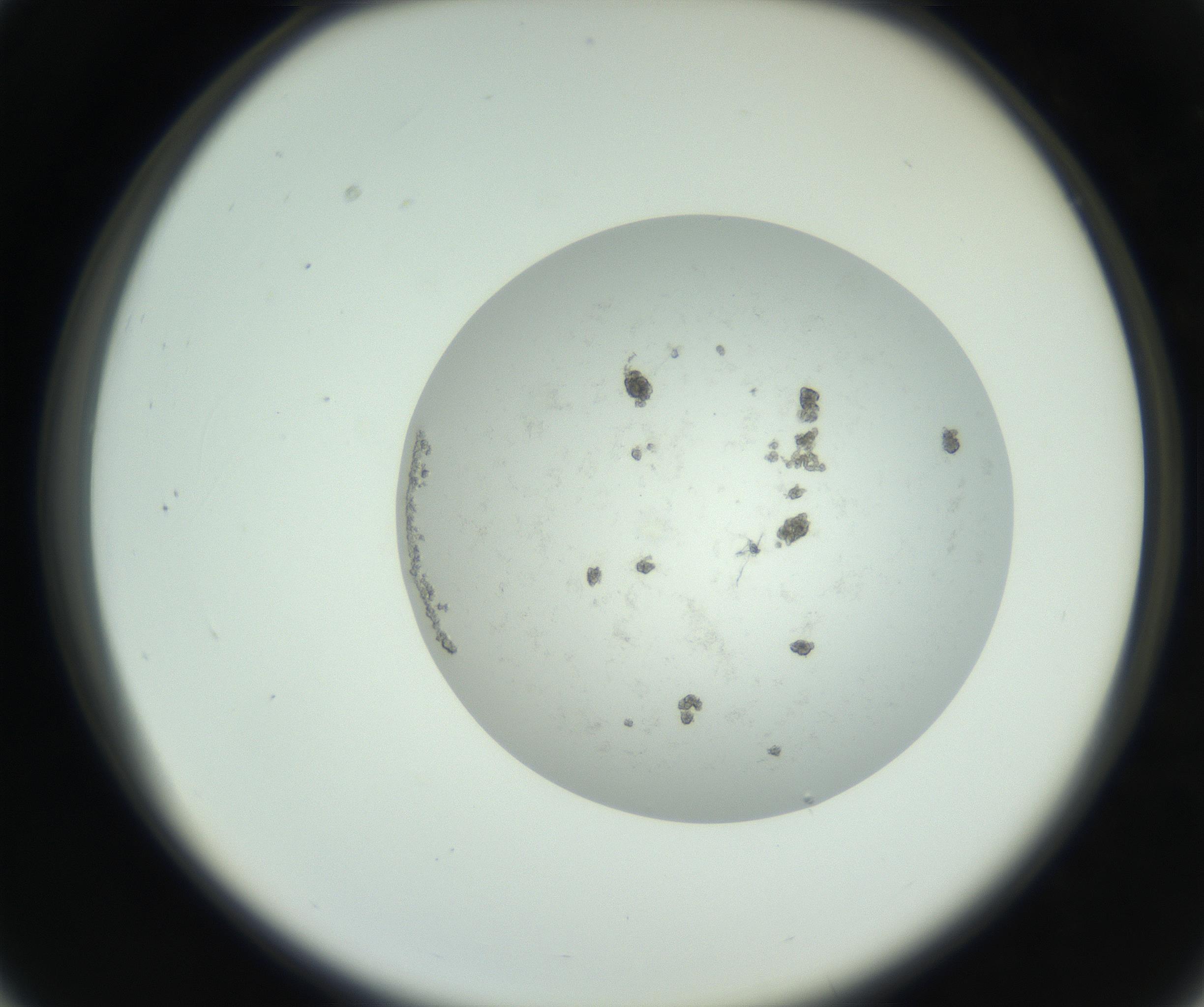 RI01_03_000_0212_Proj1_Clon1_MC_0000MC102779_002_160929_03_03_02_00_99_002_001_RAI.jpg