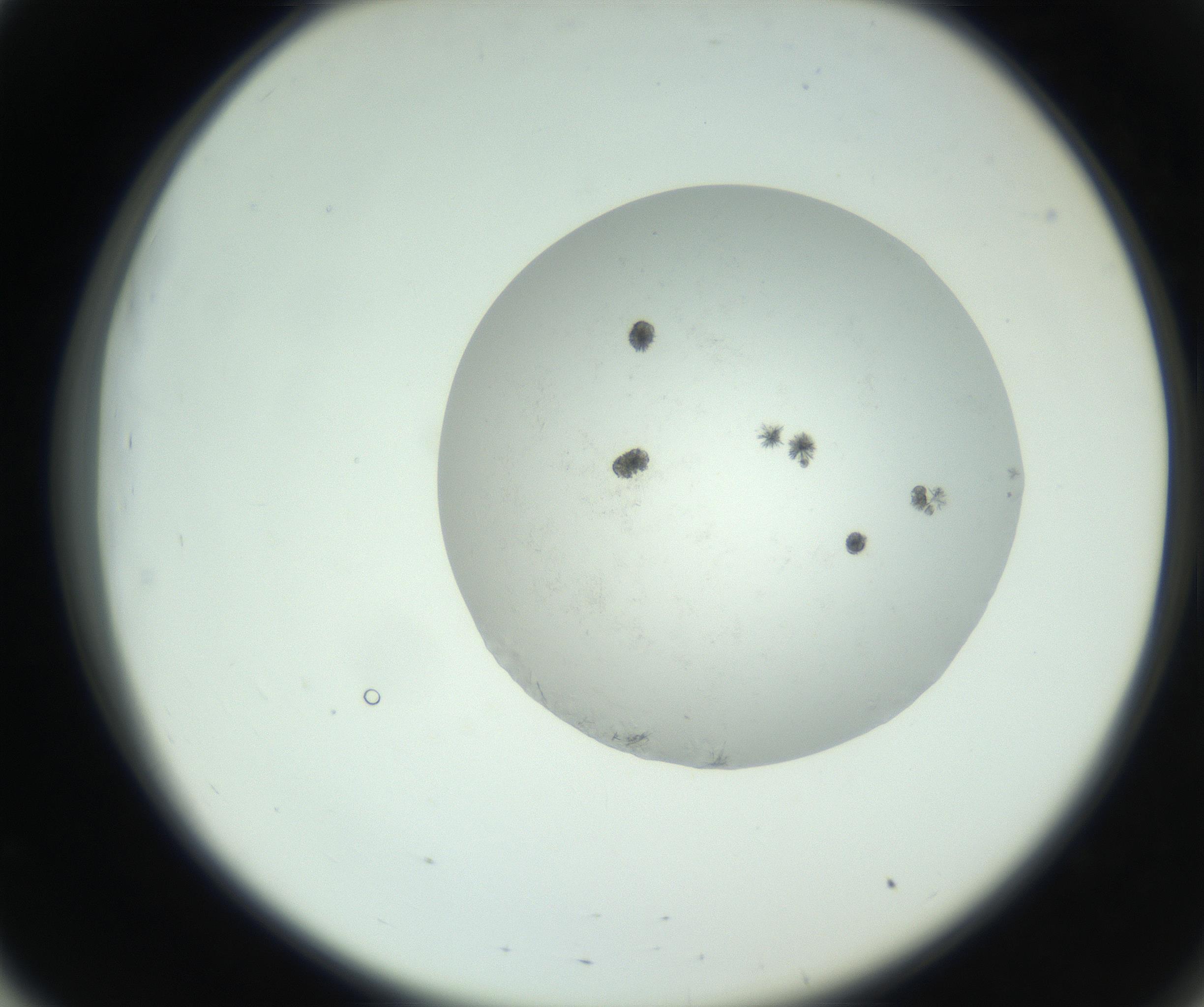 RI01_03_000_0212_Proj1_Clon1_MC_0000MC102779_002_160929_03_05_02_00_99_002_001_RAI.jpg